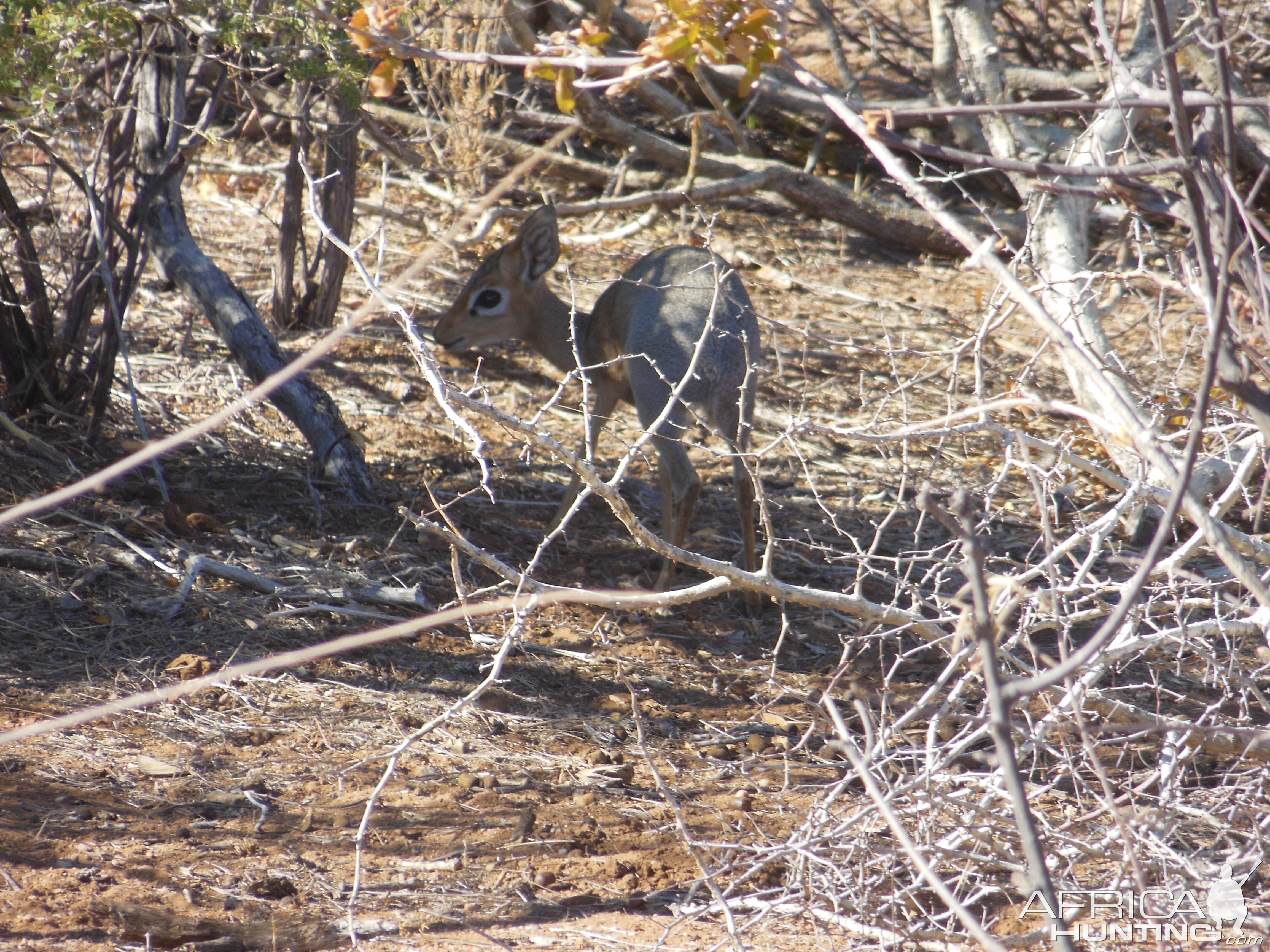 Damara Dik-Dik Namibia