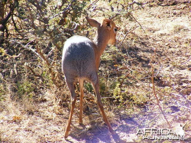 Damara Dik-Dik Namibia