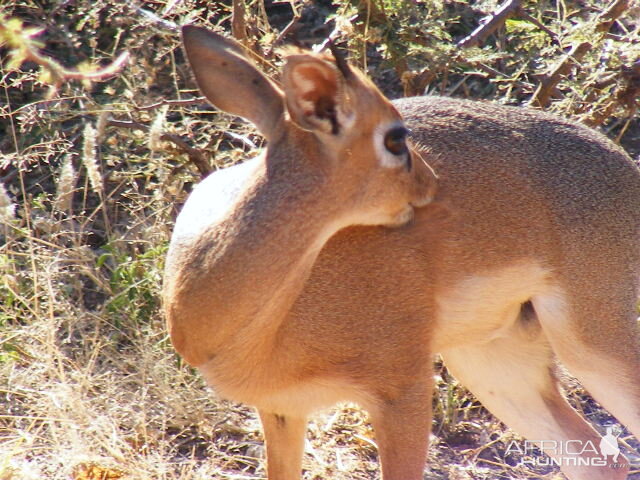 Damara Dik-Dik Namibia