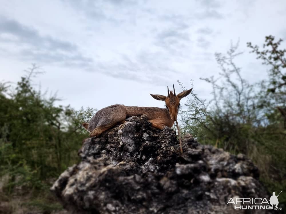 Damara Dik-Dik