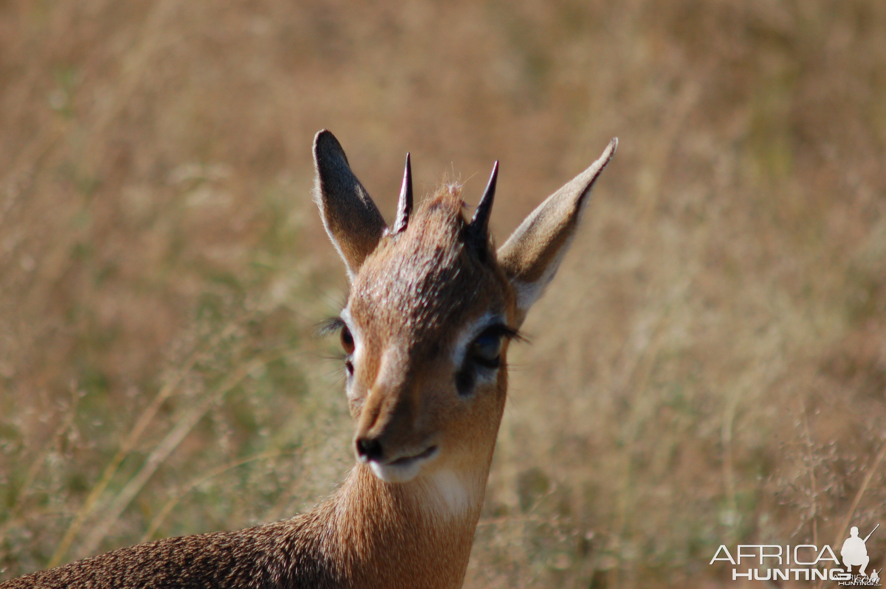 Damara Dik-Dik