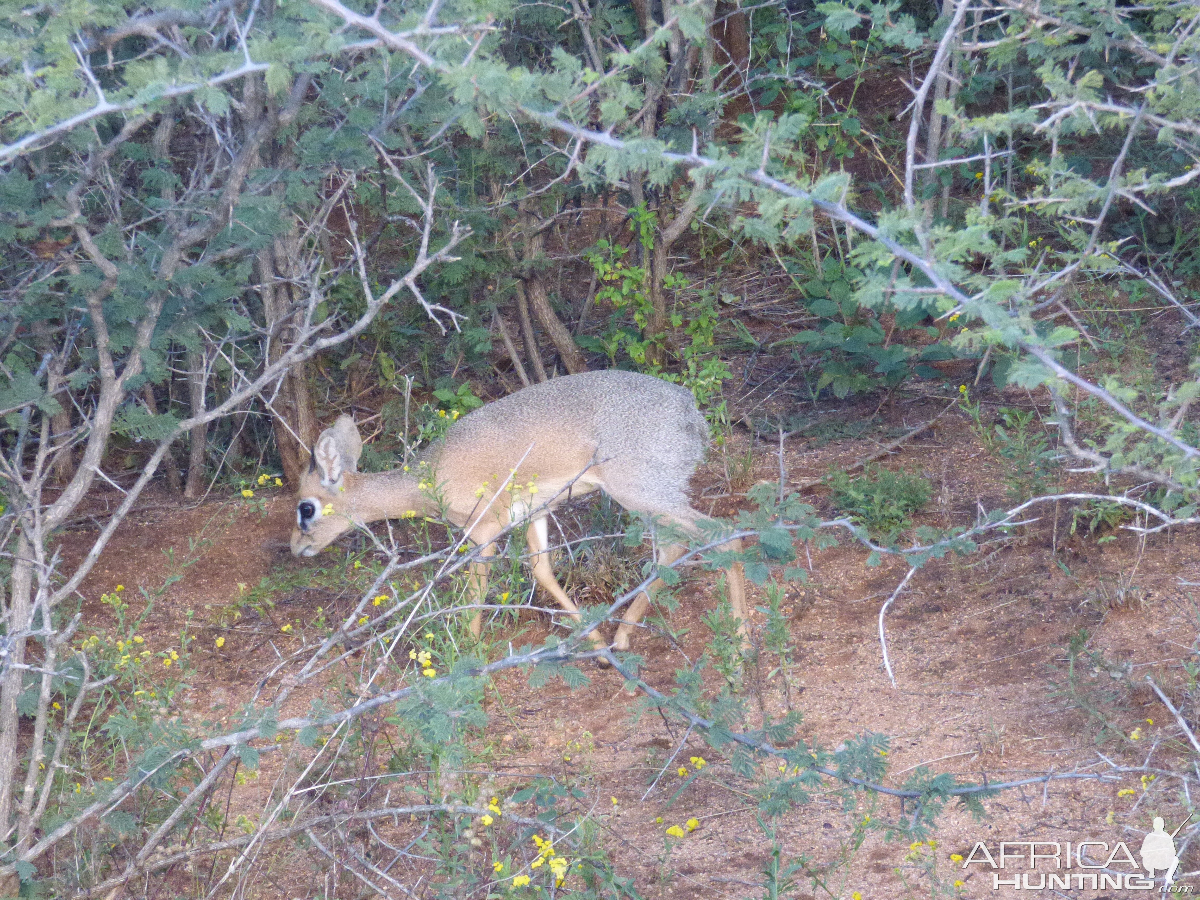 Damara Dik-Dik