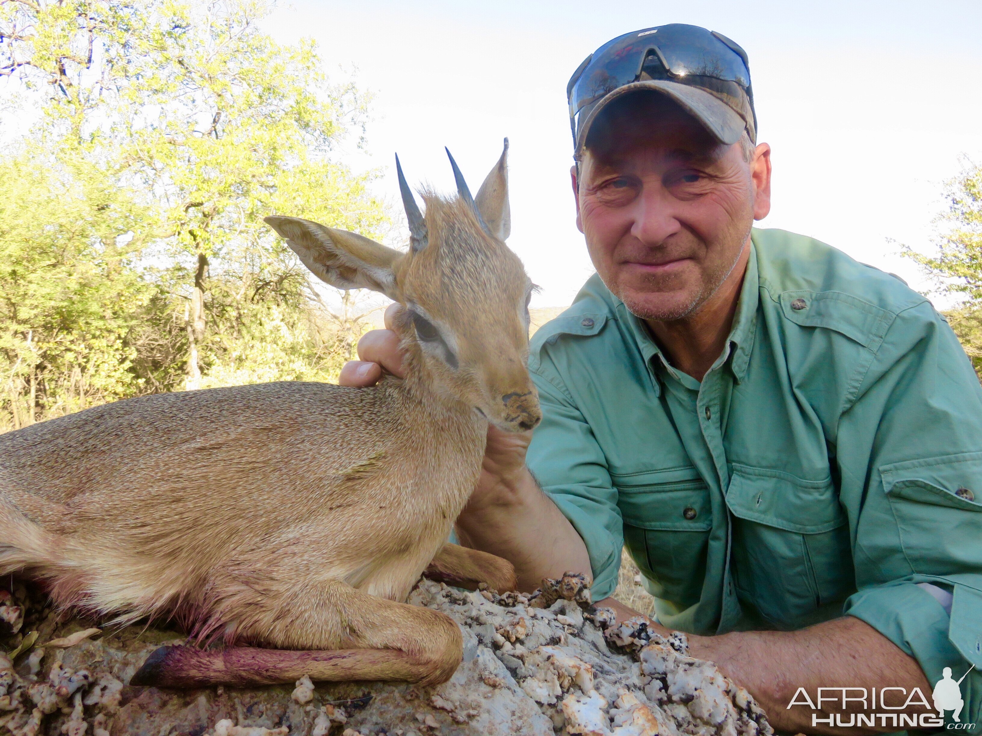 Damara dik dik