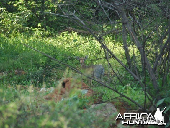 Damara Dik-Dik