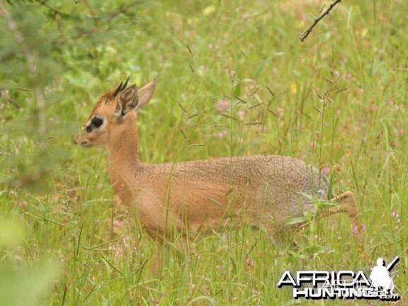 Damara Dik-Dik