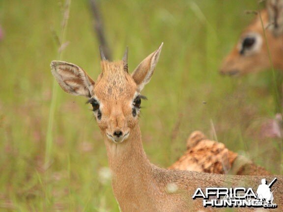 Damara Dik-Dik