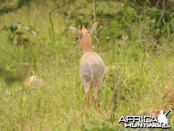 Damara Dik-Dik