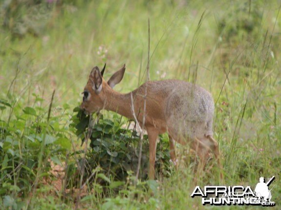 Damara Dik-Dik