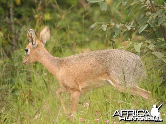 Damara Dik-Dik