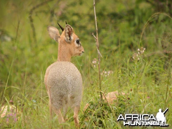 Damara Dik-Dik