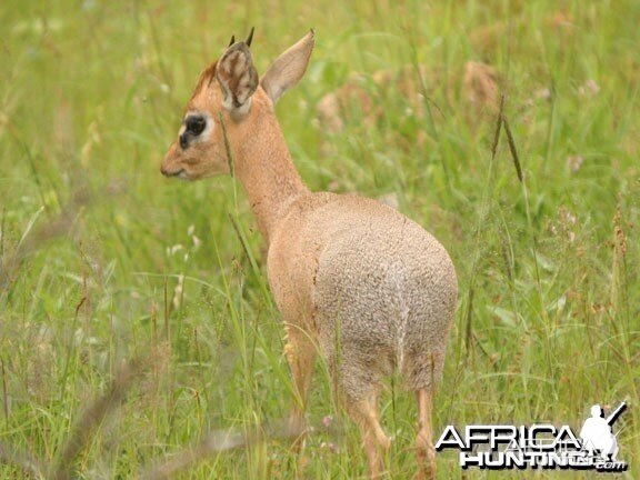 Damara Dik-Dik