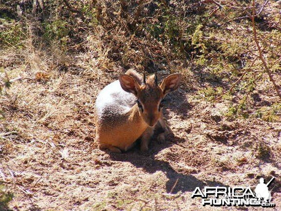 Damara Dik-Dik