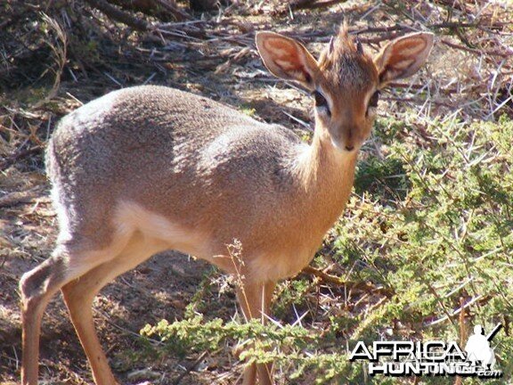 Damara Dik-Dik