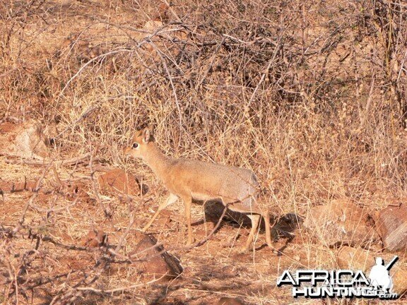 Damara Dik-Dik