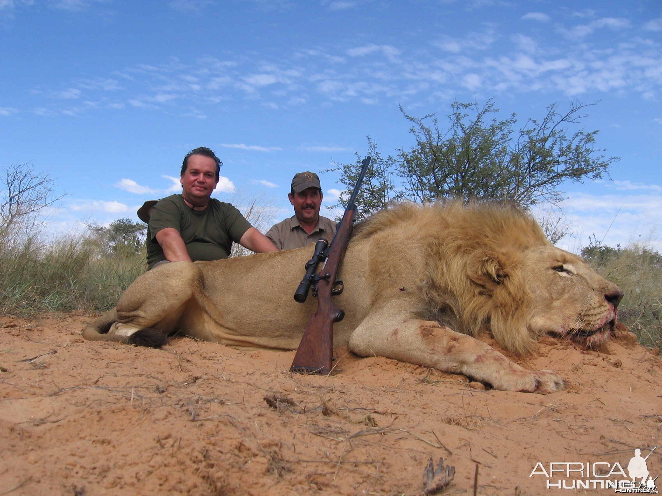 Danilo's Lion