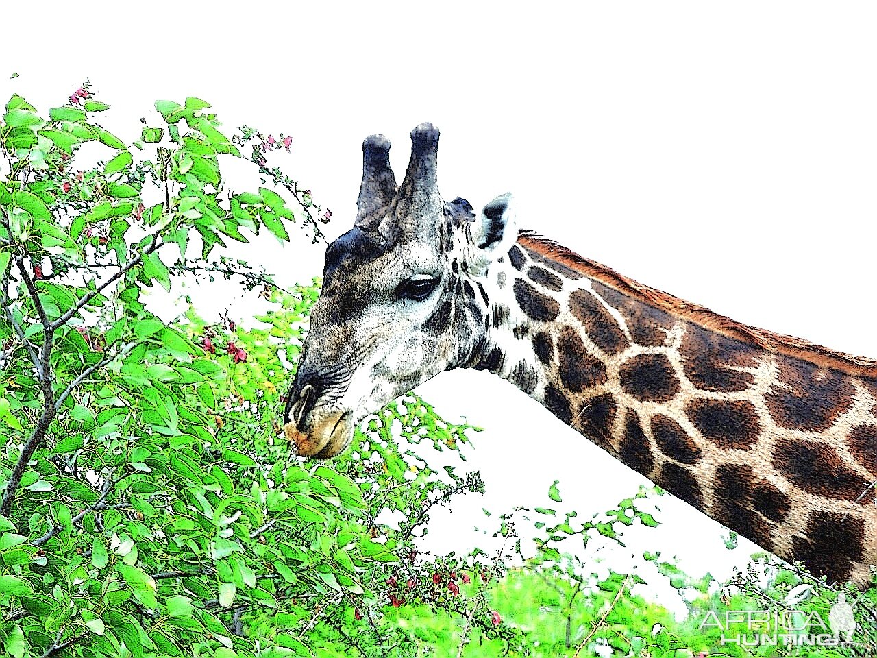 Dark Giraffe Bull. South Africa