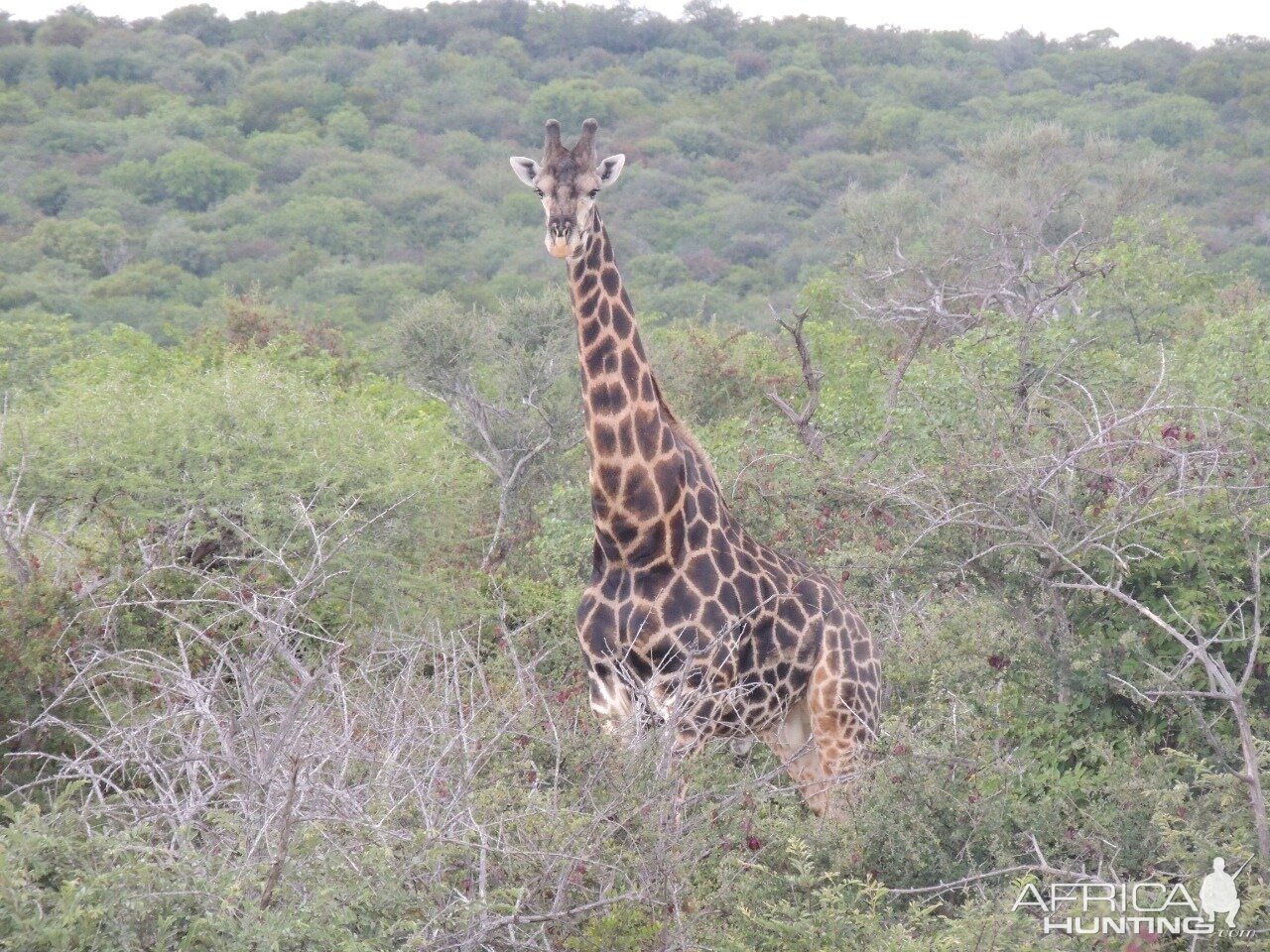 Dark Giraffe South Africa