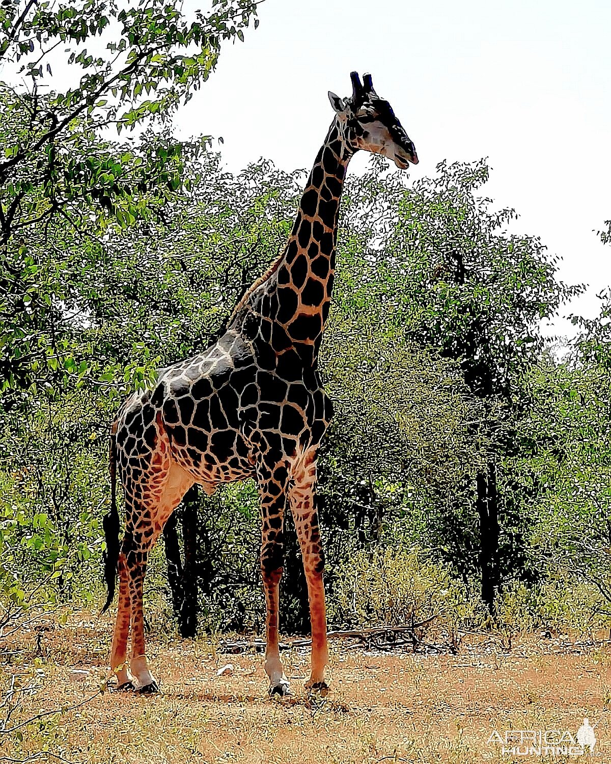 Dark Giraffe South Africa