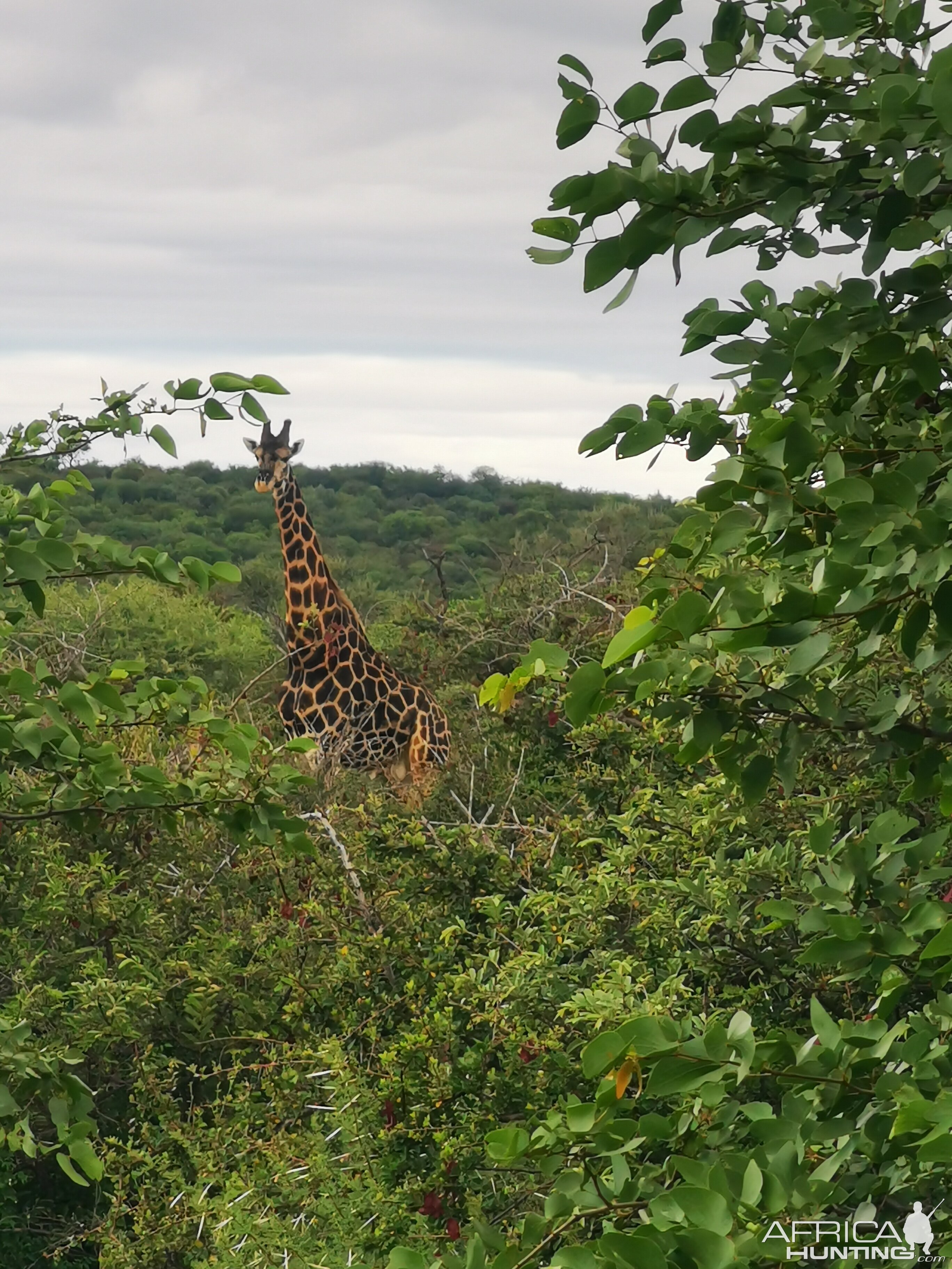 Dark Giraffe South Africa