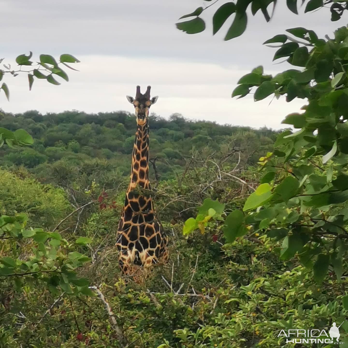 Dark Giraffe South Africa