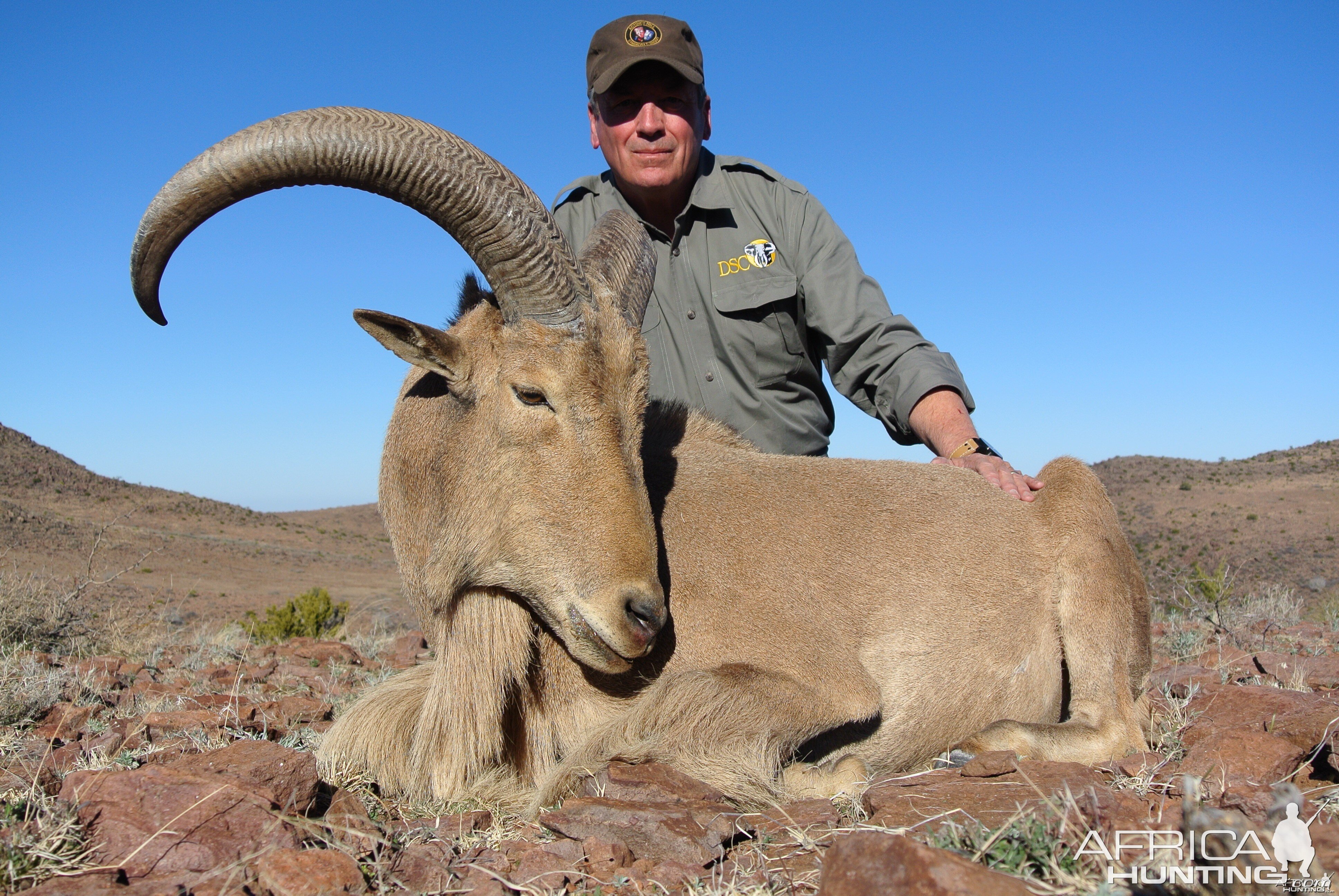 Davis Mountains Aoudad