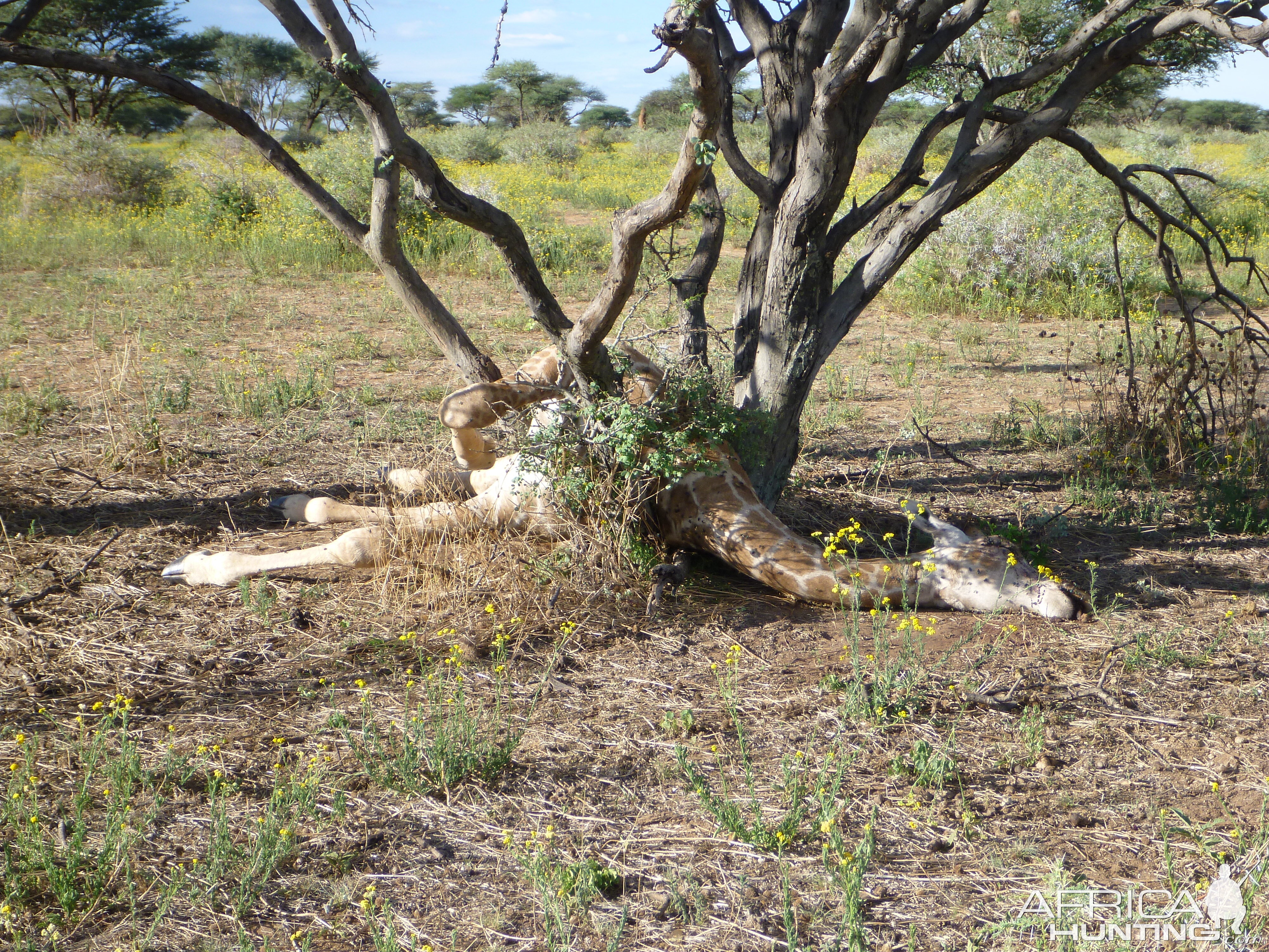 Dead Giraffe Namibia