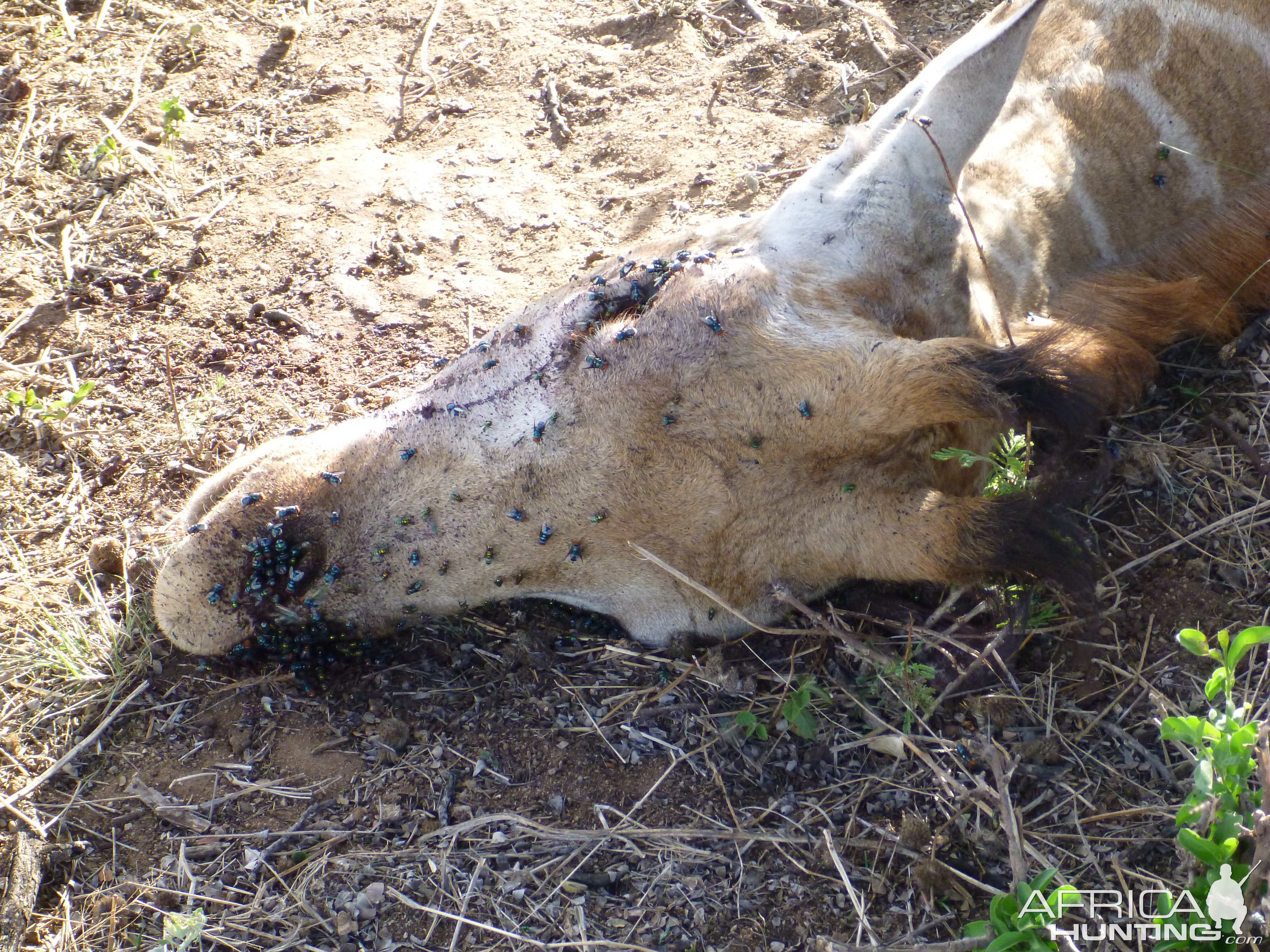 Dead Giraffe Namibia