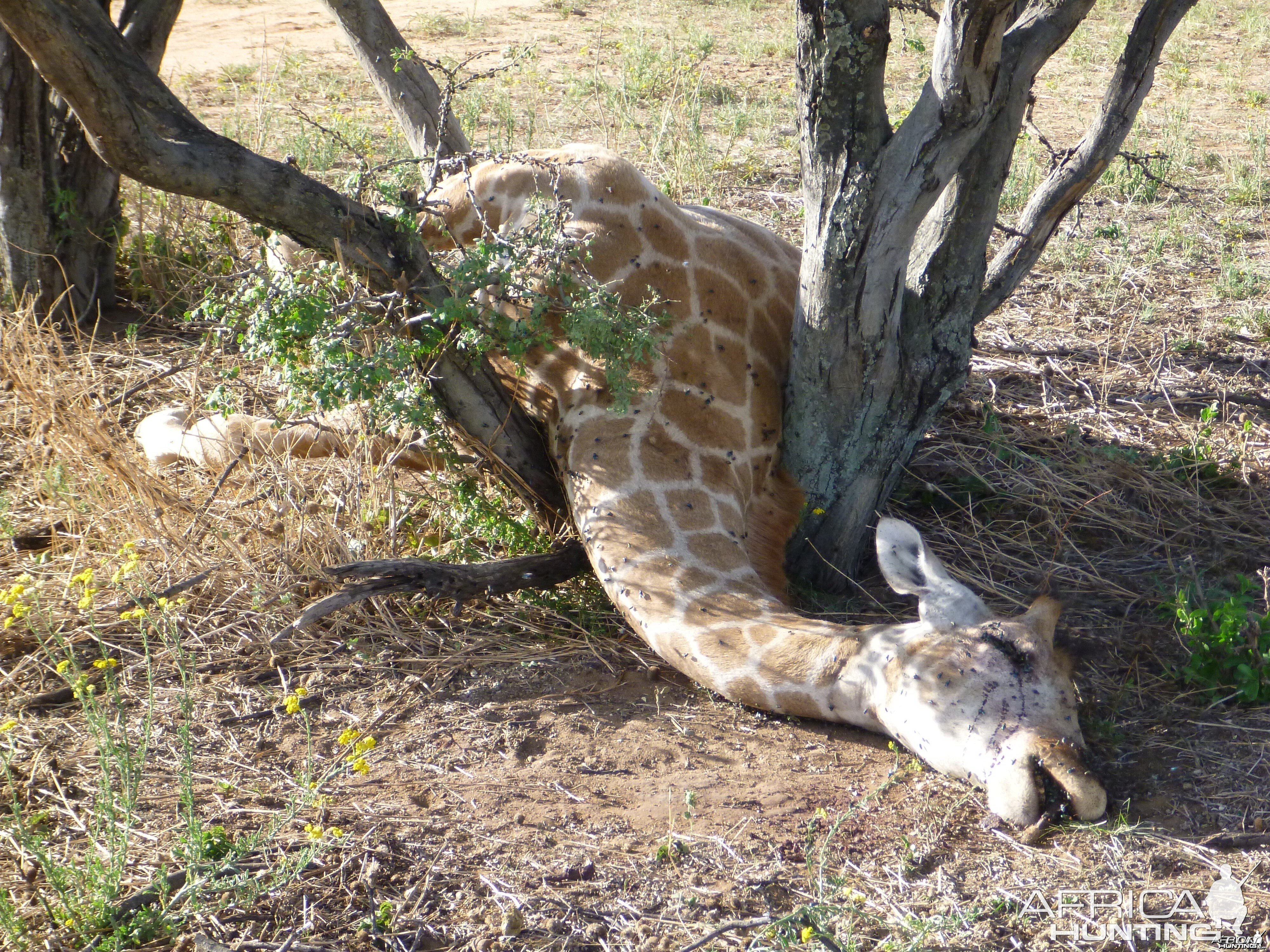 Dead Giraffe Namibia