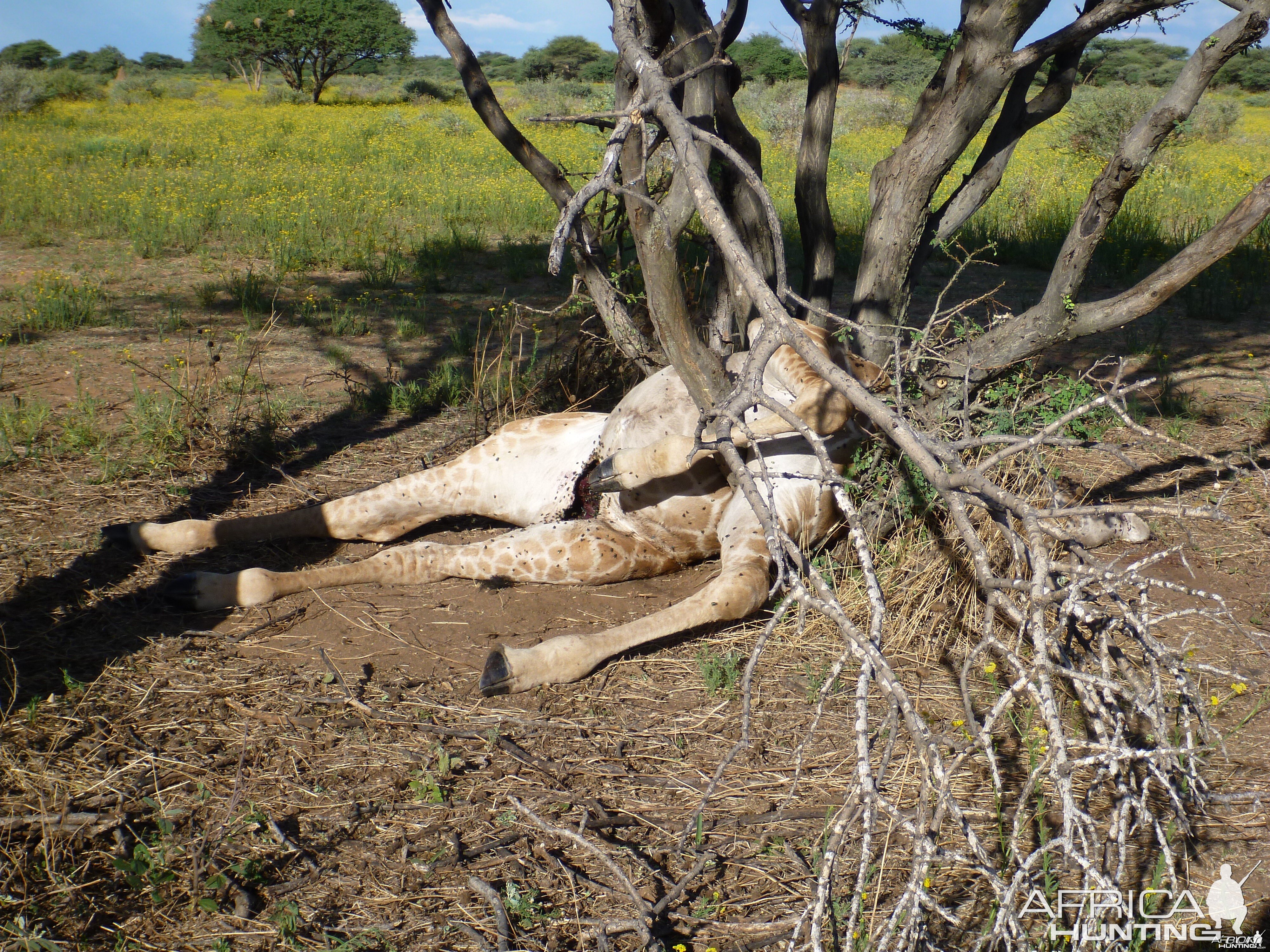 Dead Giraffe Namibia