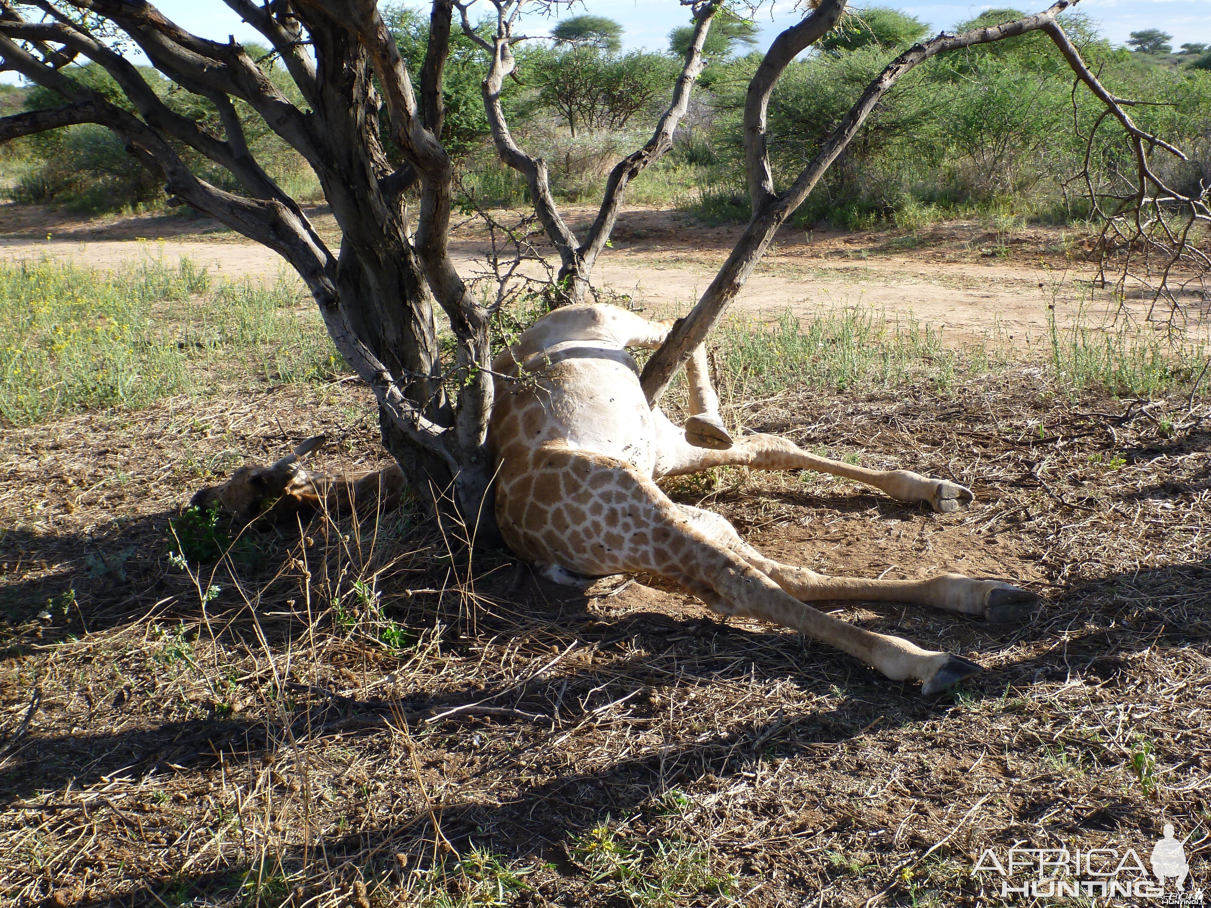 Dead Giraffe Namibia