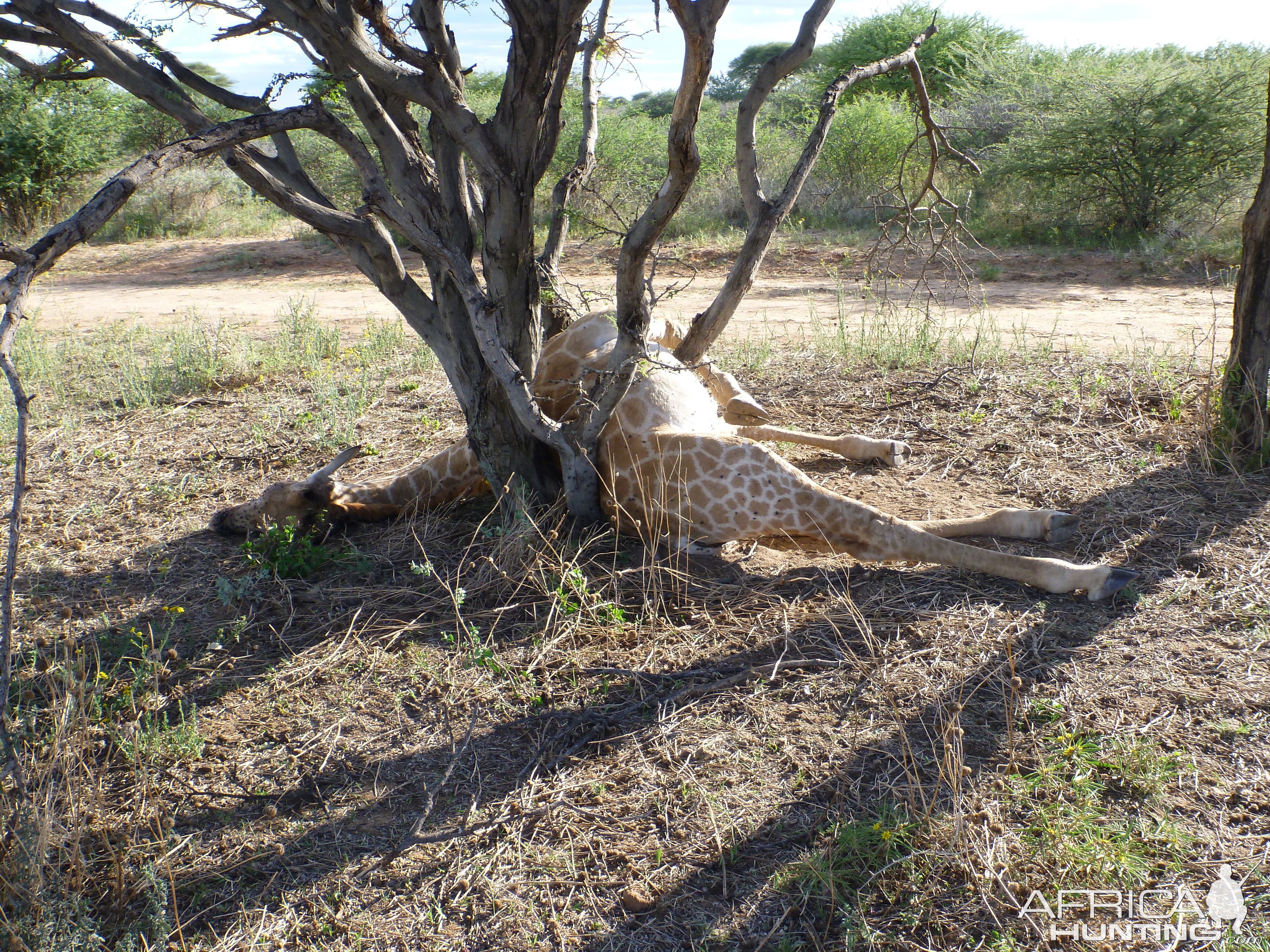 Dead Giraffe Namibia