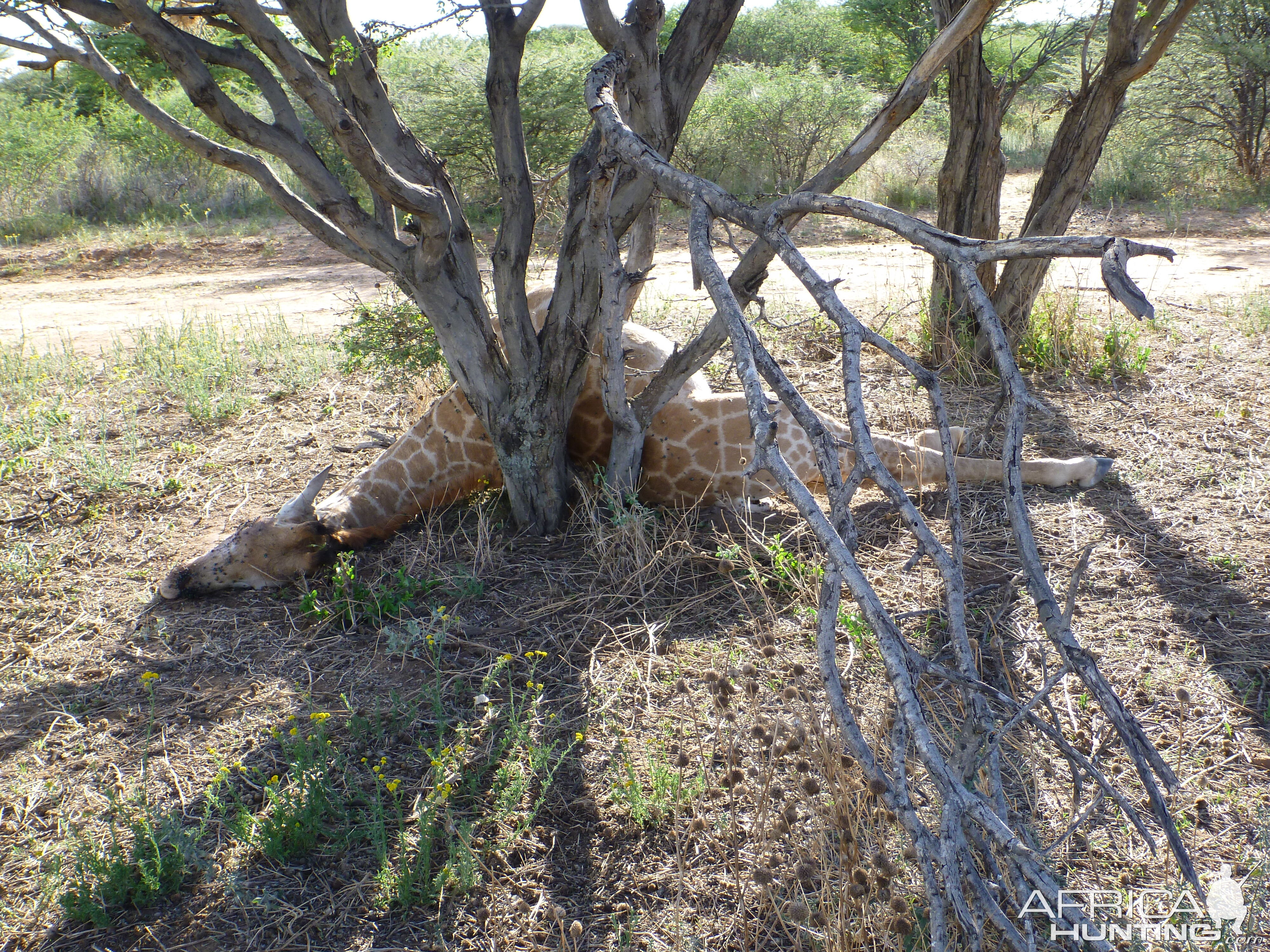 Dead Giraffe Namibia