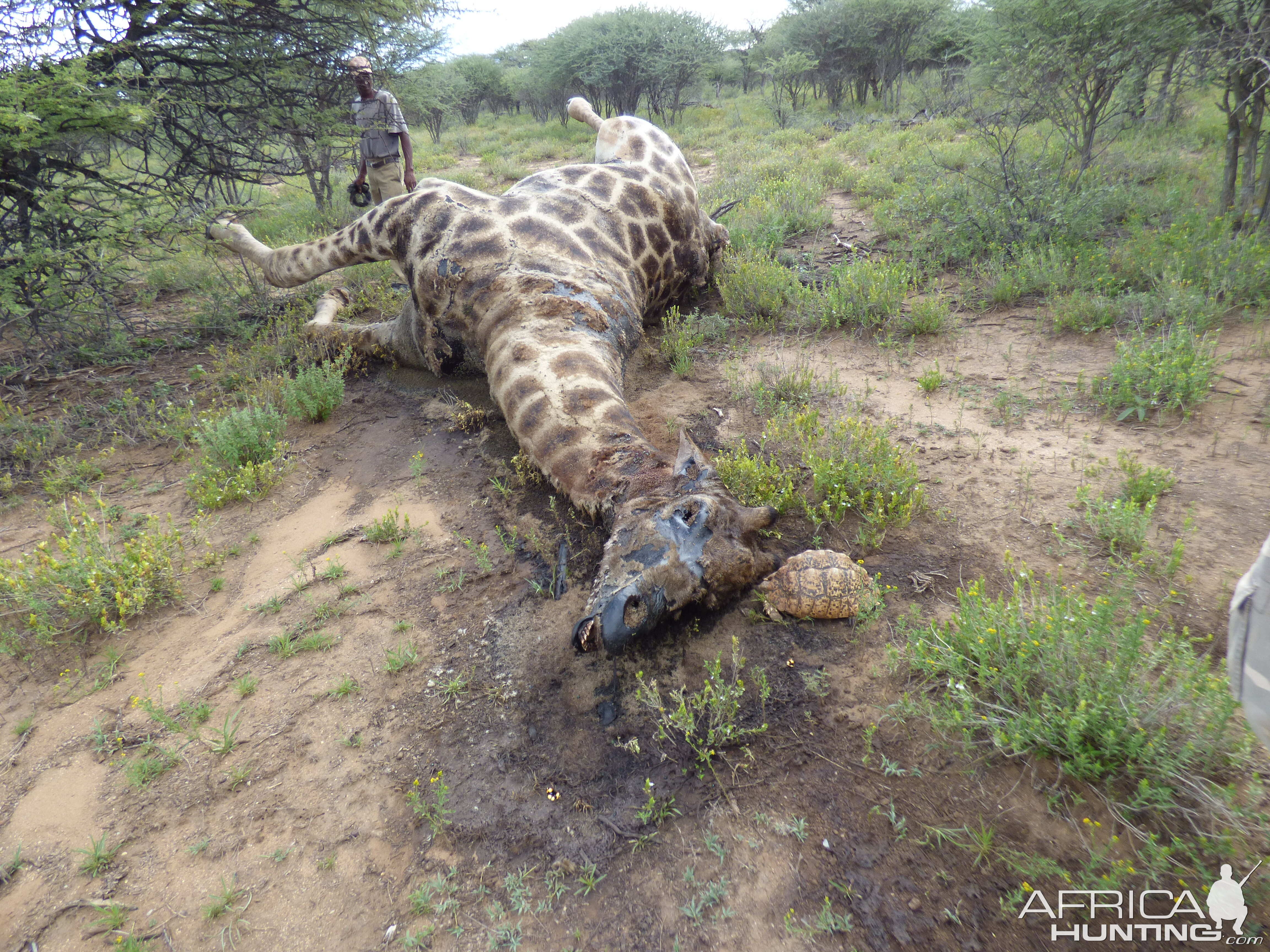 Dead giraffe with turtle