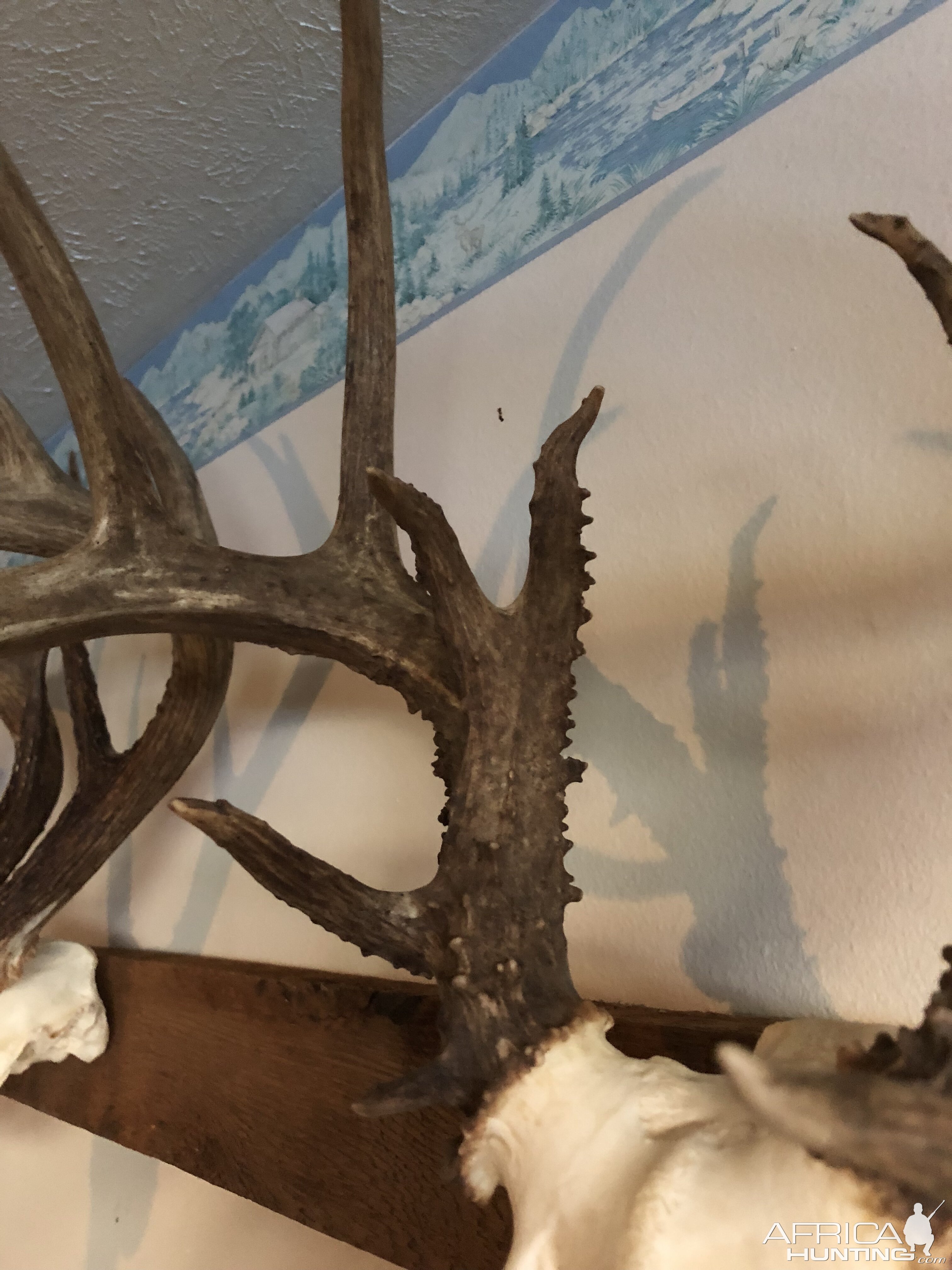 Deer European Skull Mount Taxidermy