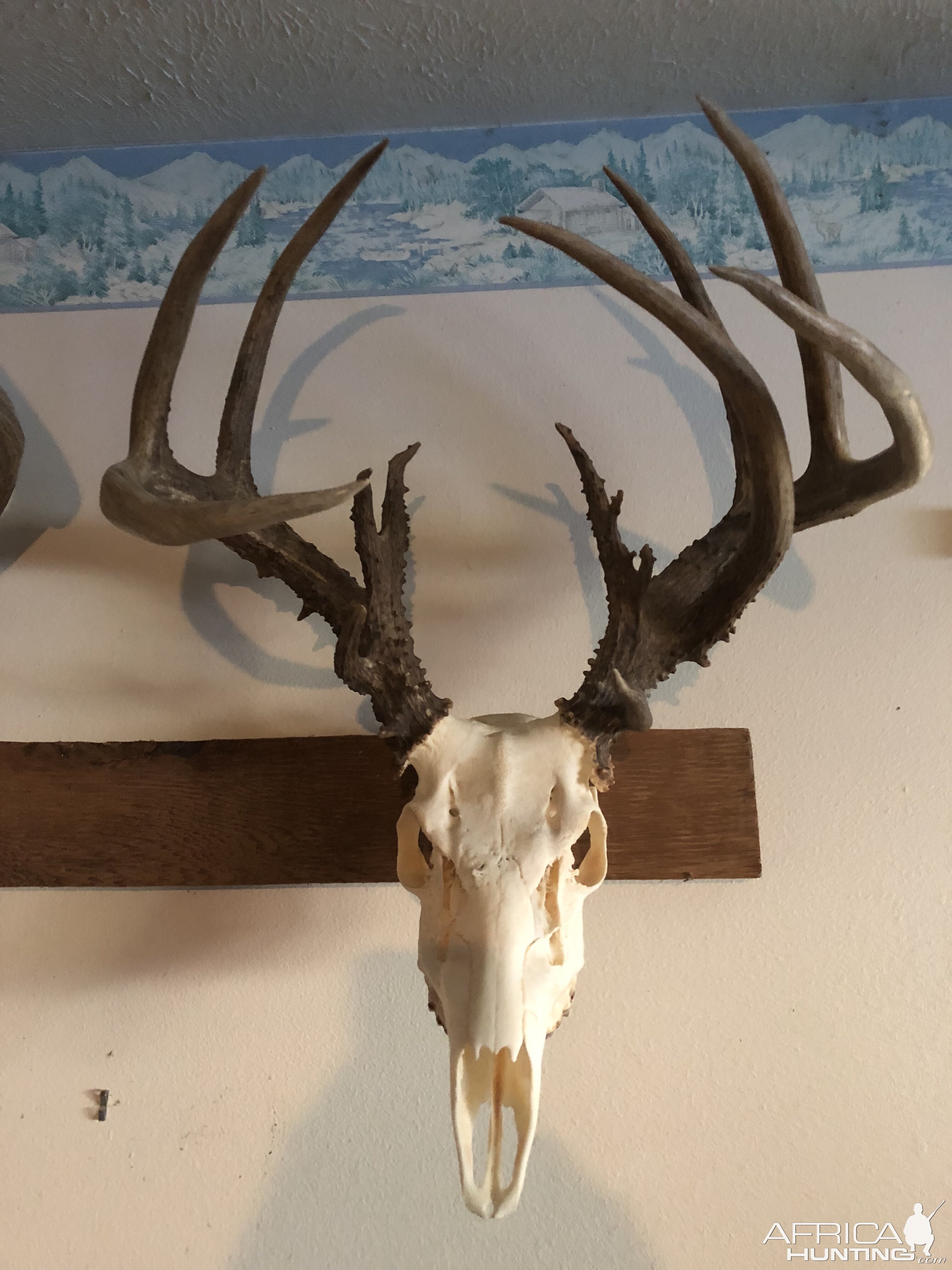 Deer European Skull Mount Taxidermy