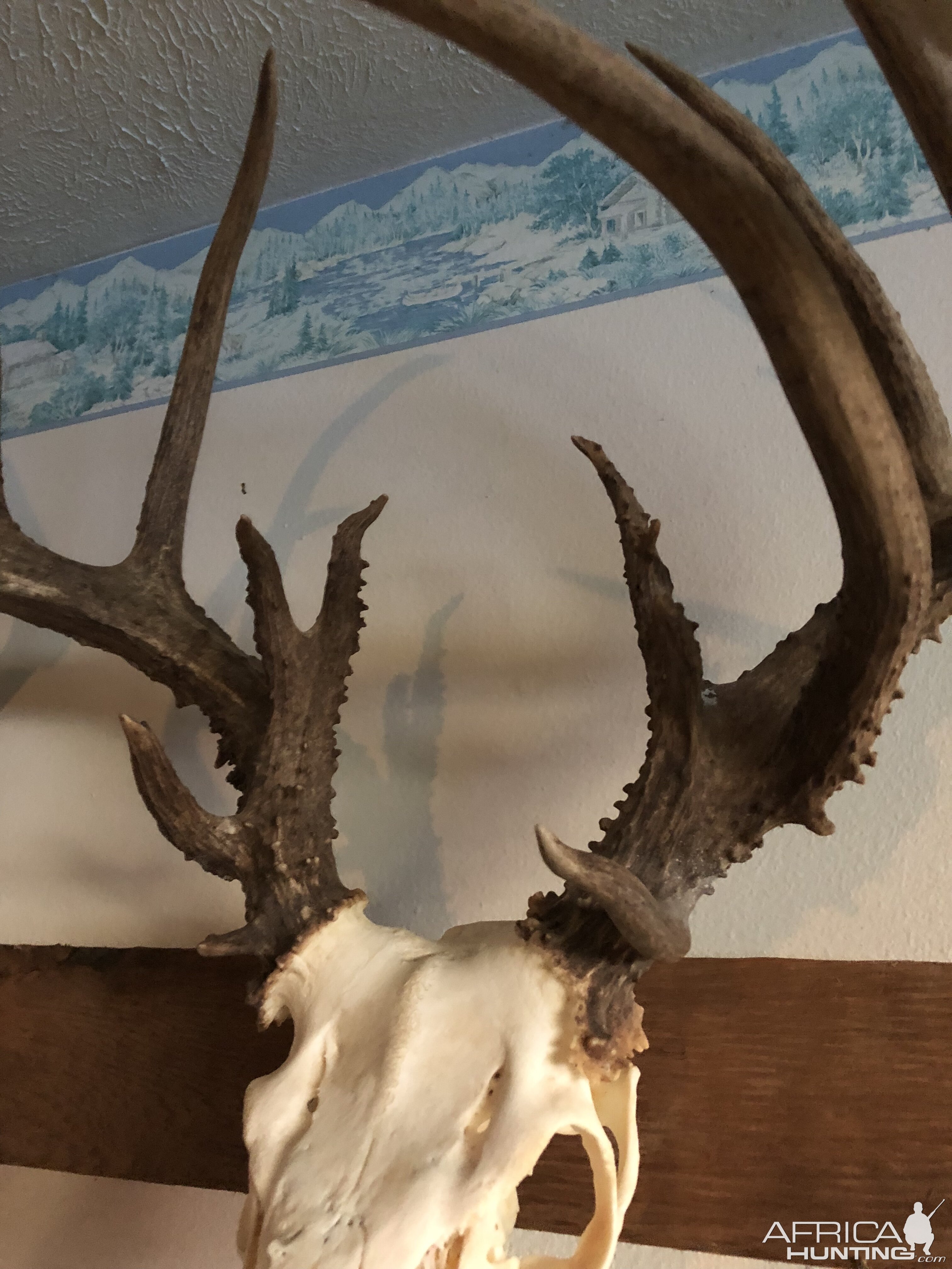 Deer European Skull Mount Taxidermy