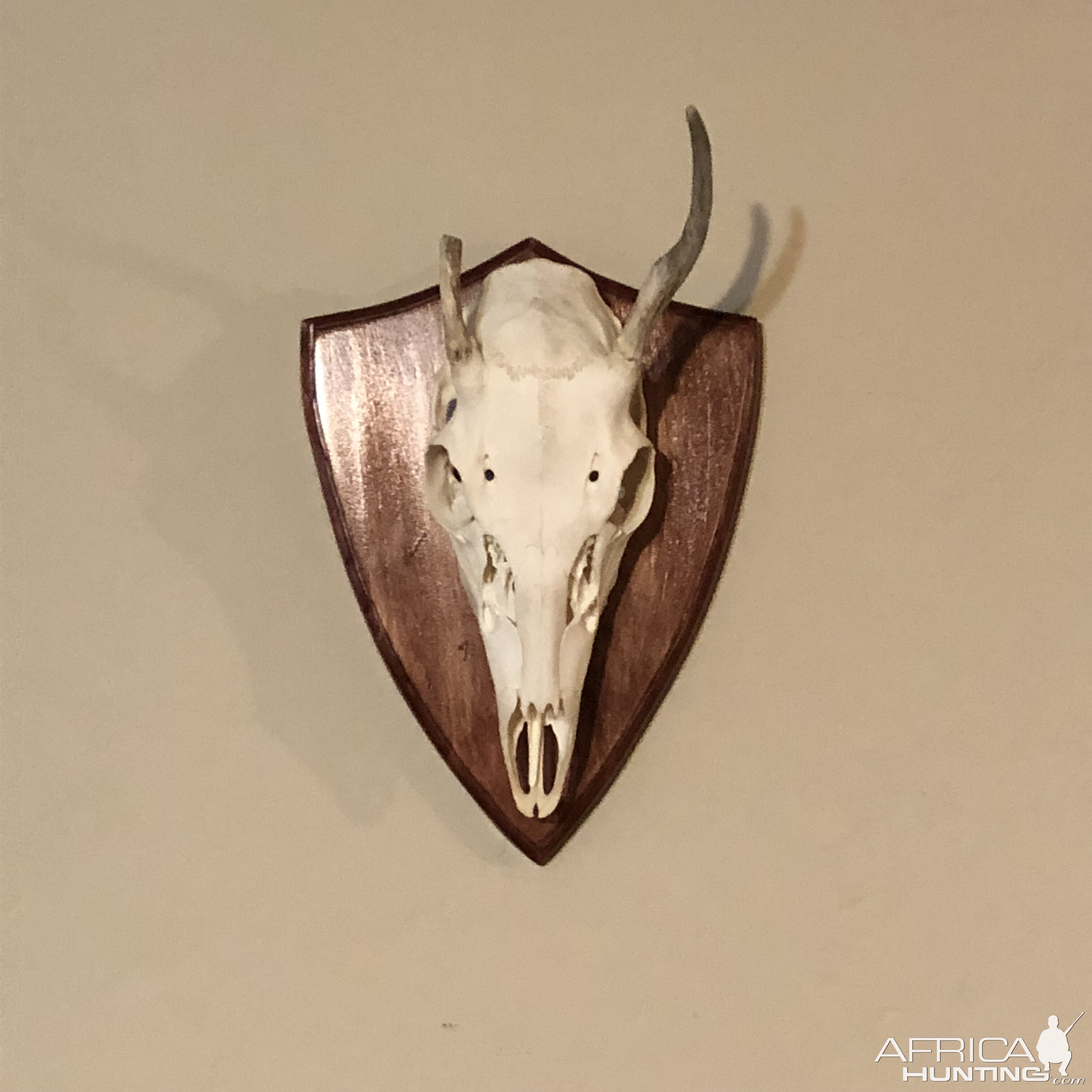 Deer European Skull Mount Taxidermy