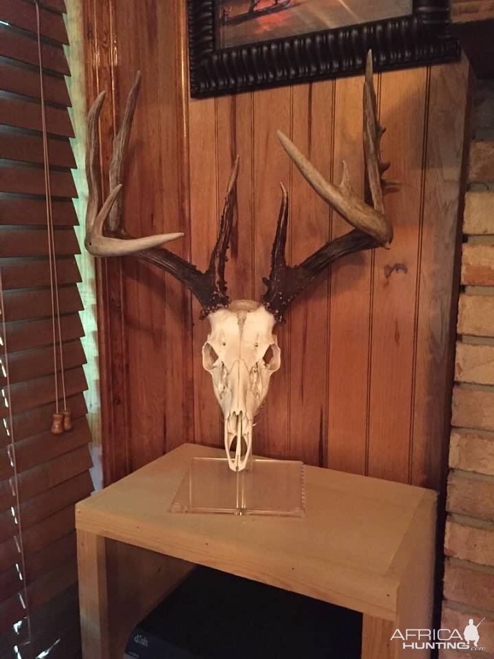 Deer European Skull Mount