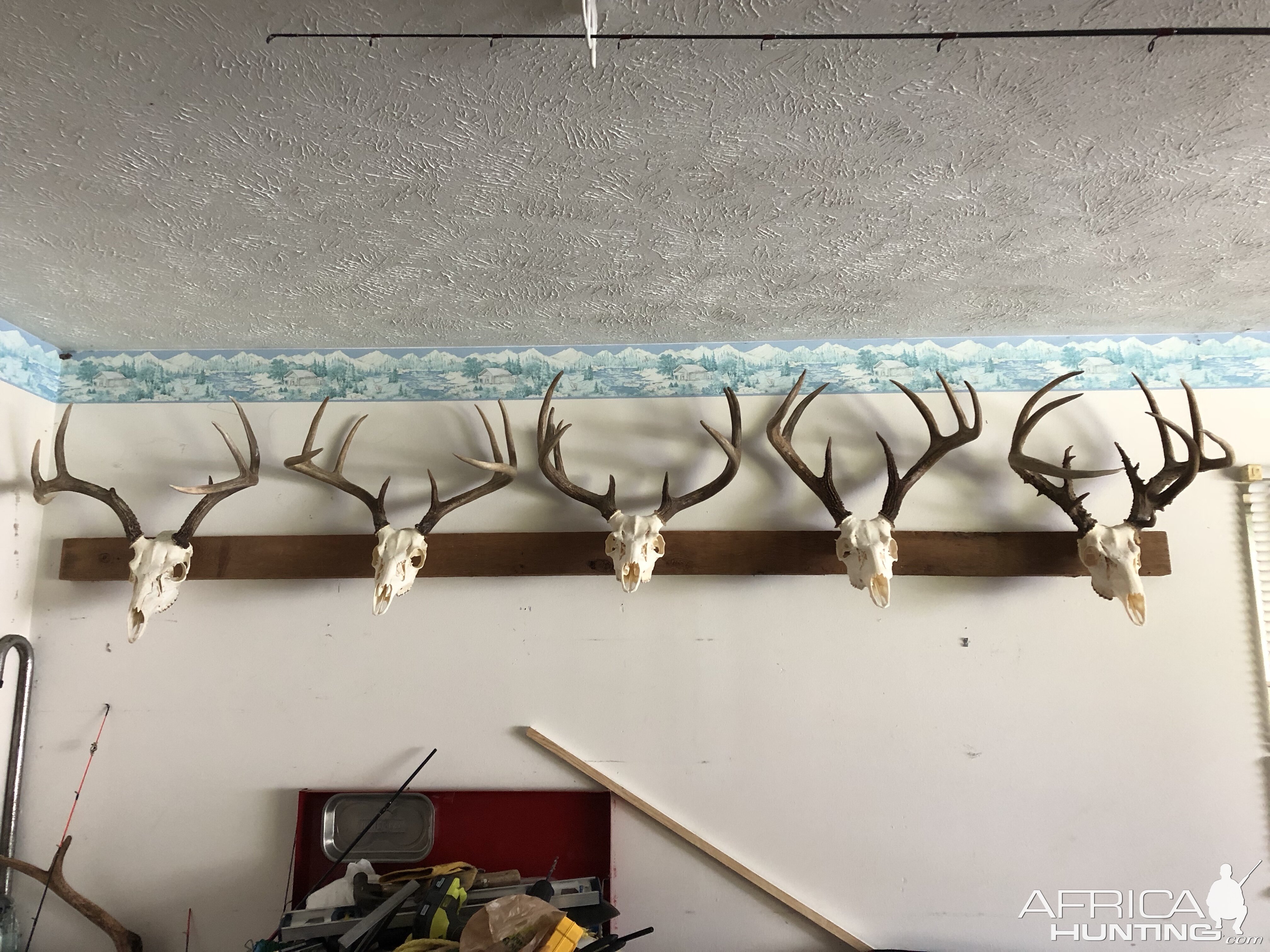 Deer European Skull Mounts Taxidermy