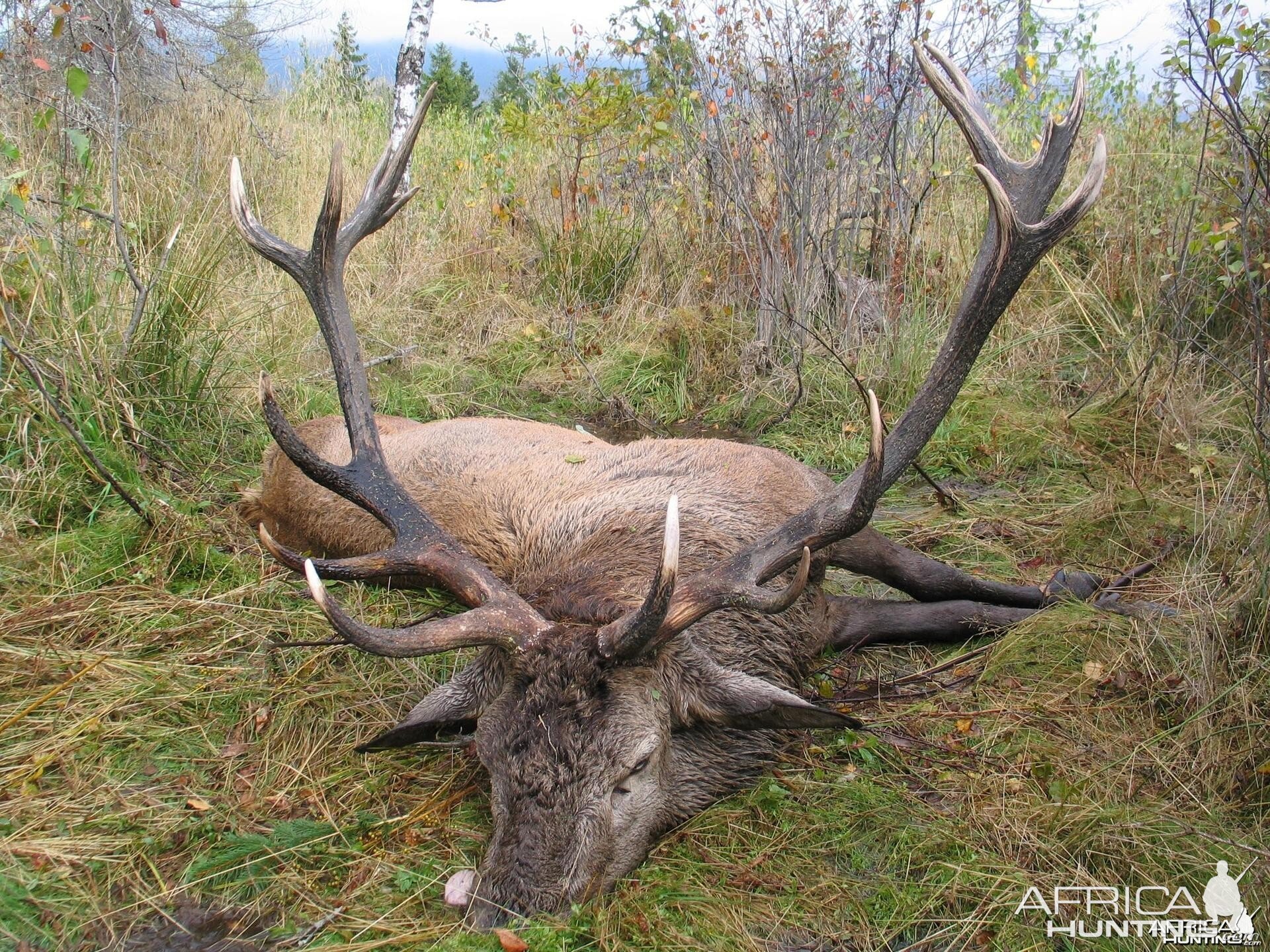 Deer from Slovakia