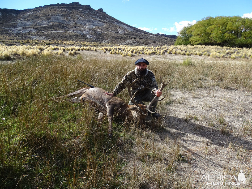 Deer Hunt Cordillera Andes Mountains