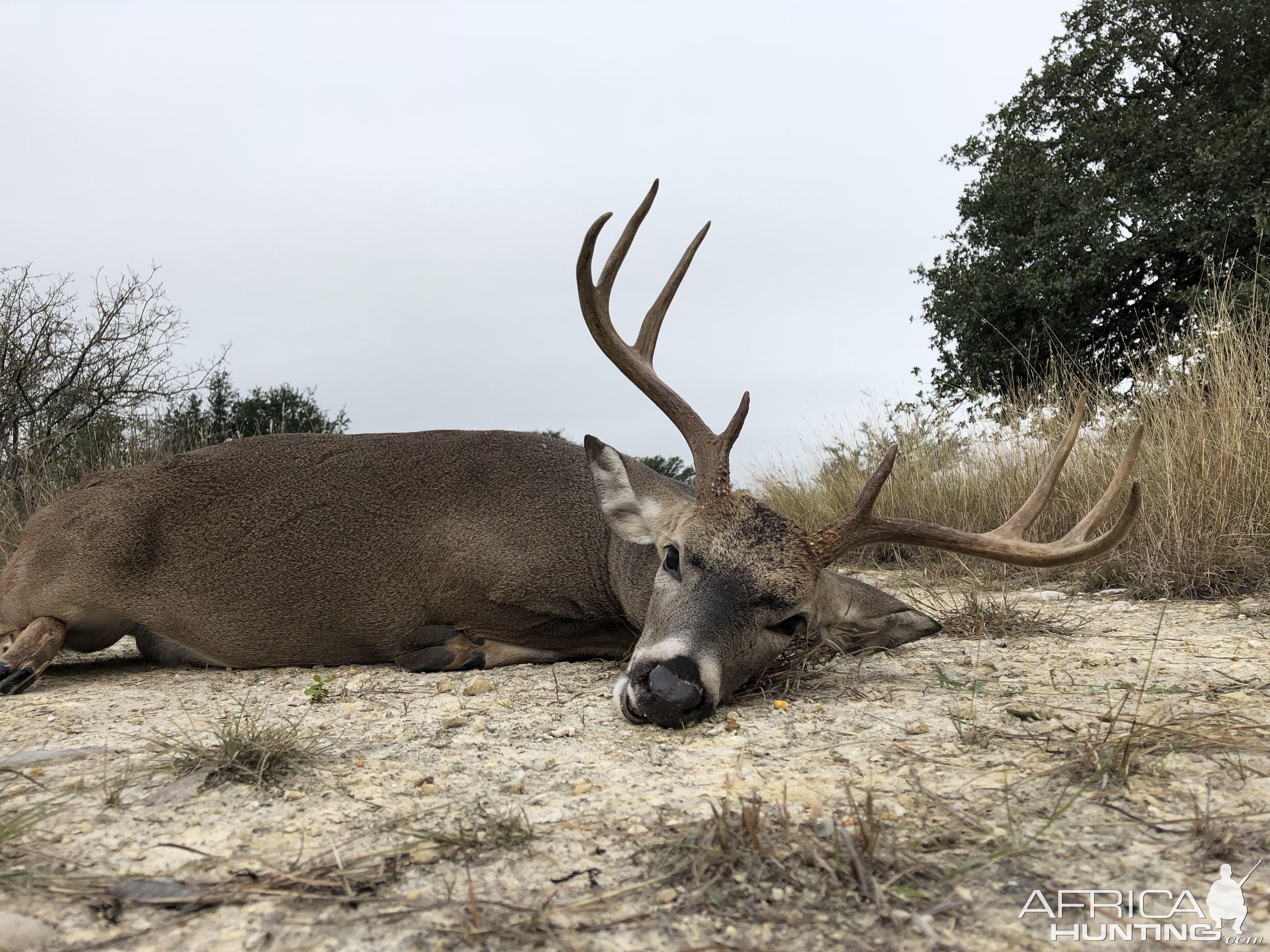 Deer Hunt Texas USA