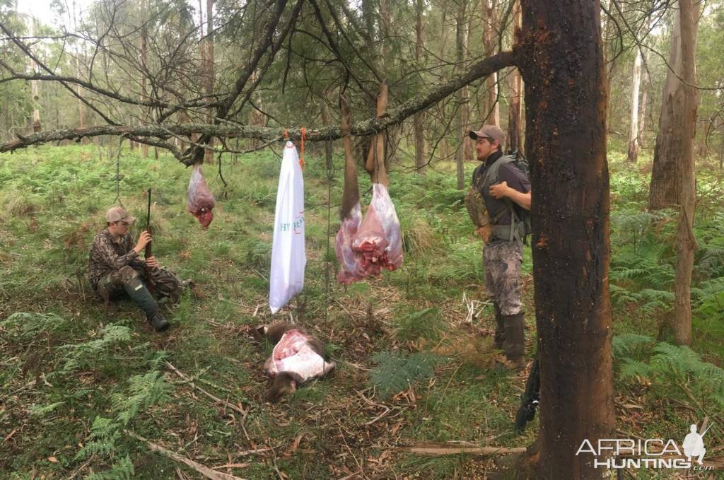 Deer Hunting Australia