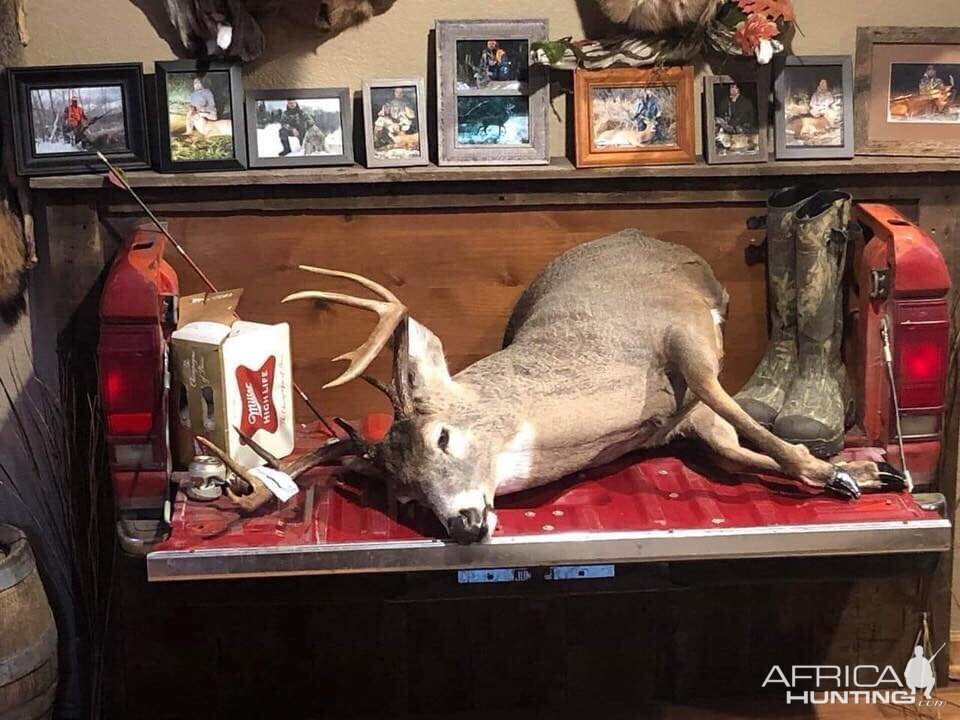 Deer Mount Taxidermy