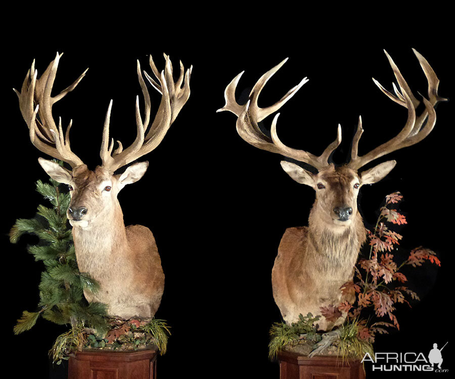 Deer Pedestal Mount Taxidermy