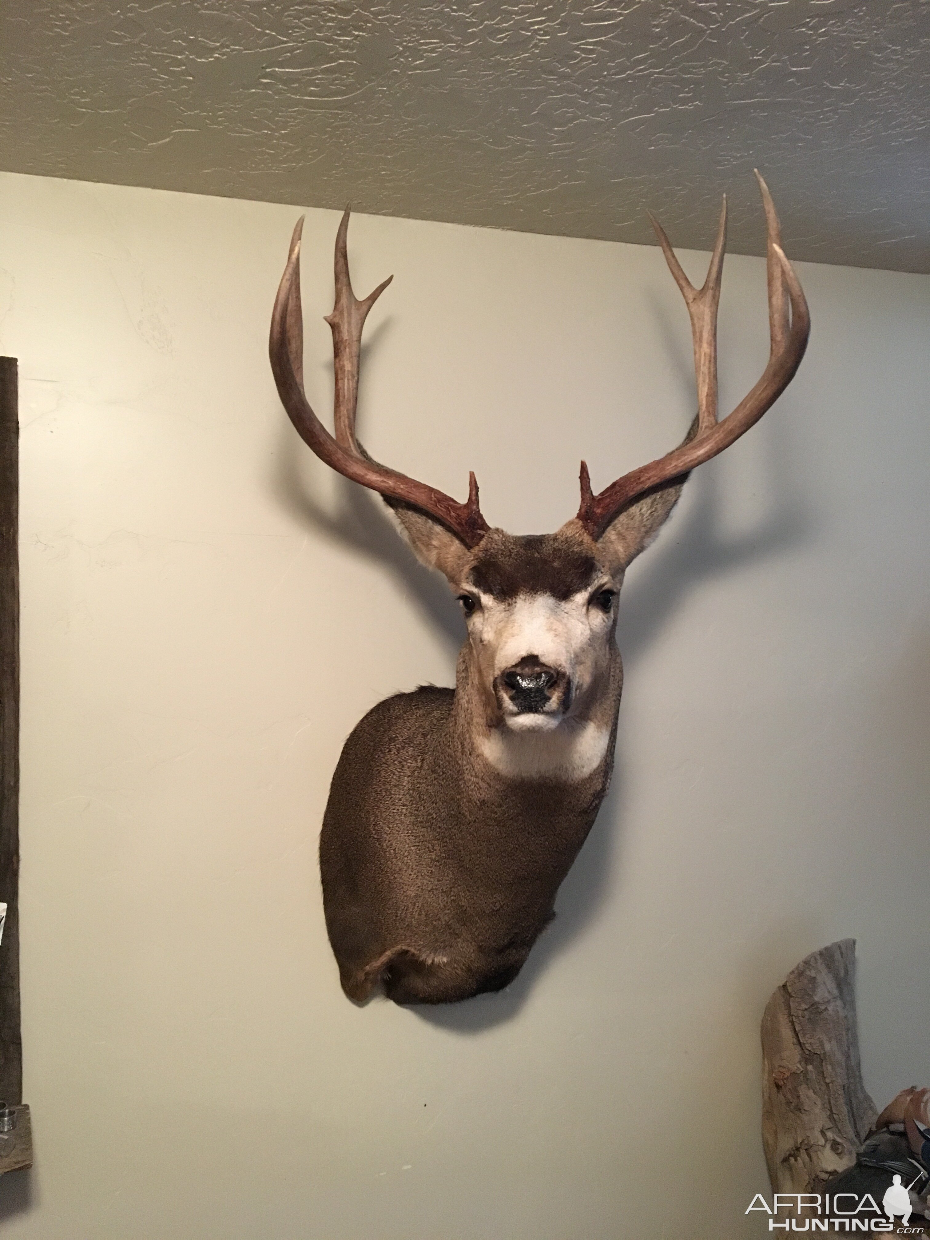 Deer Shoulder Mount Taxidermy