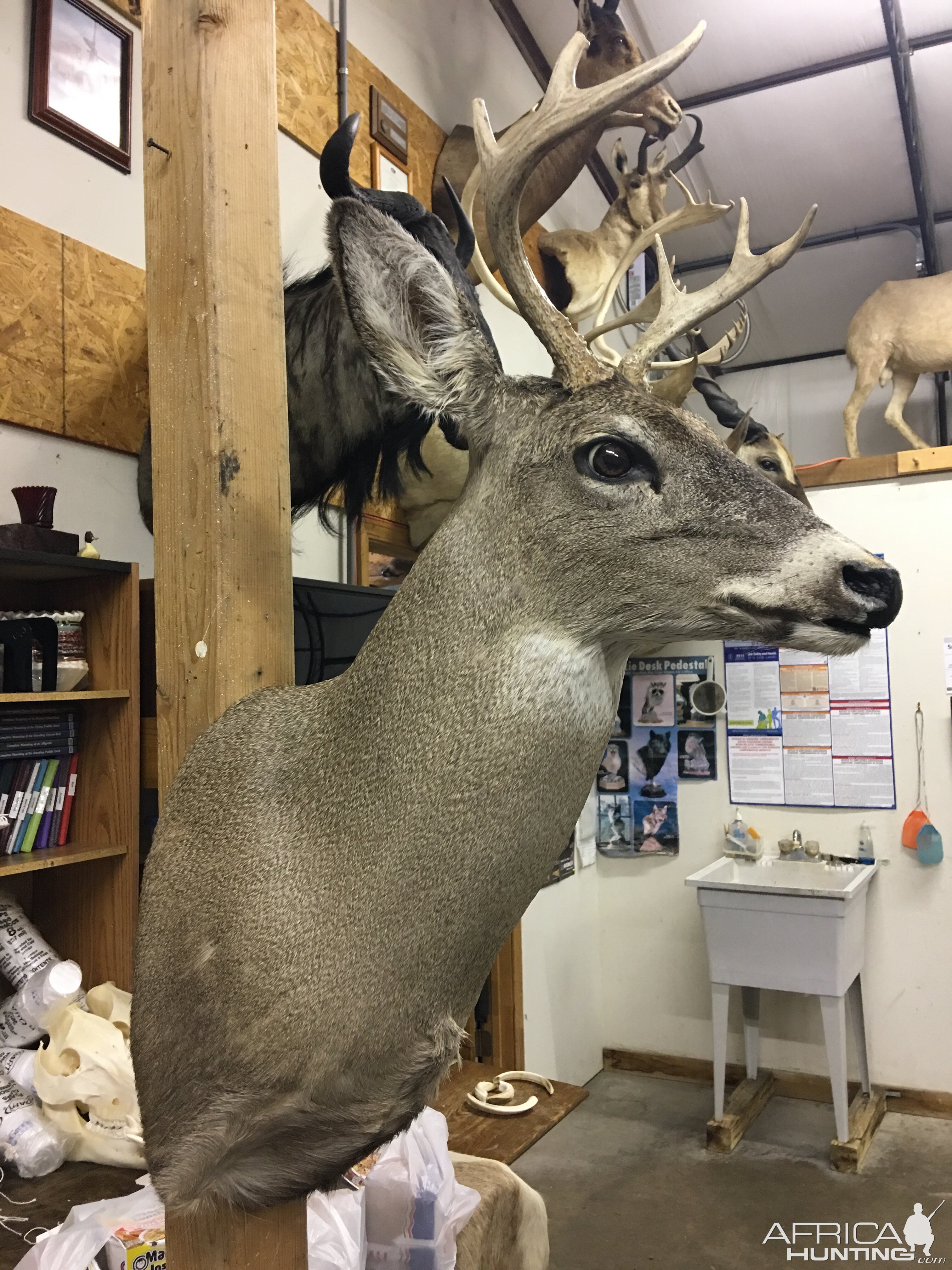 Deer Shoulder Mount Taxidermy