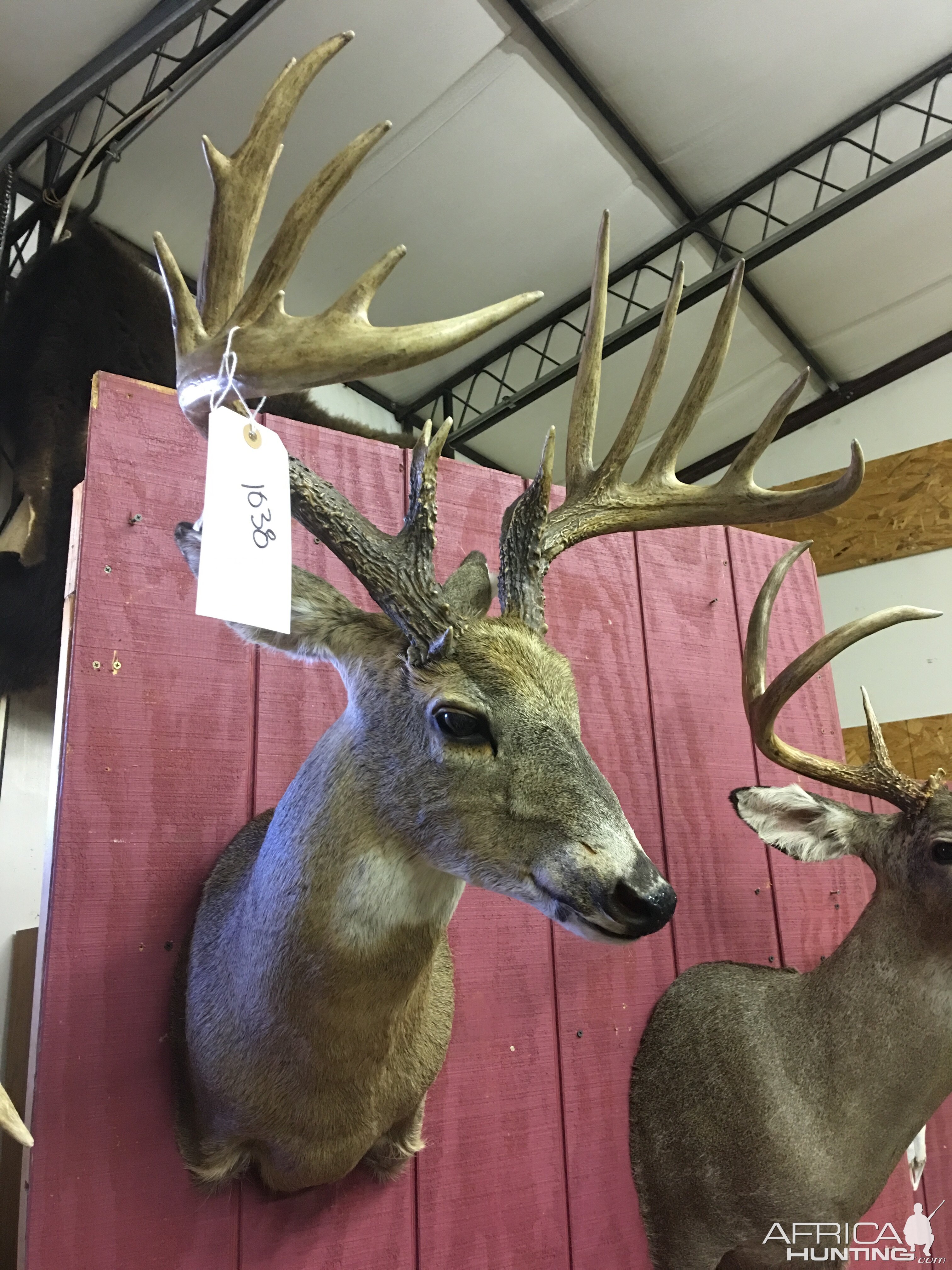 Deer Shoulder Mount Taxidermy