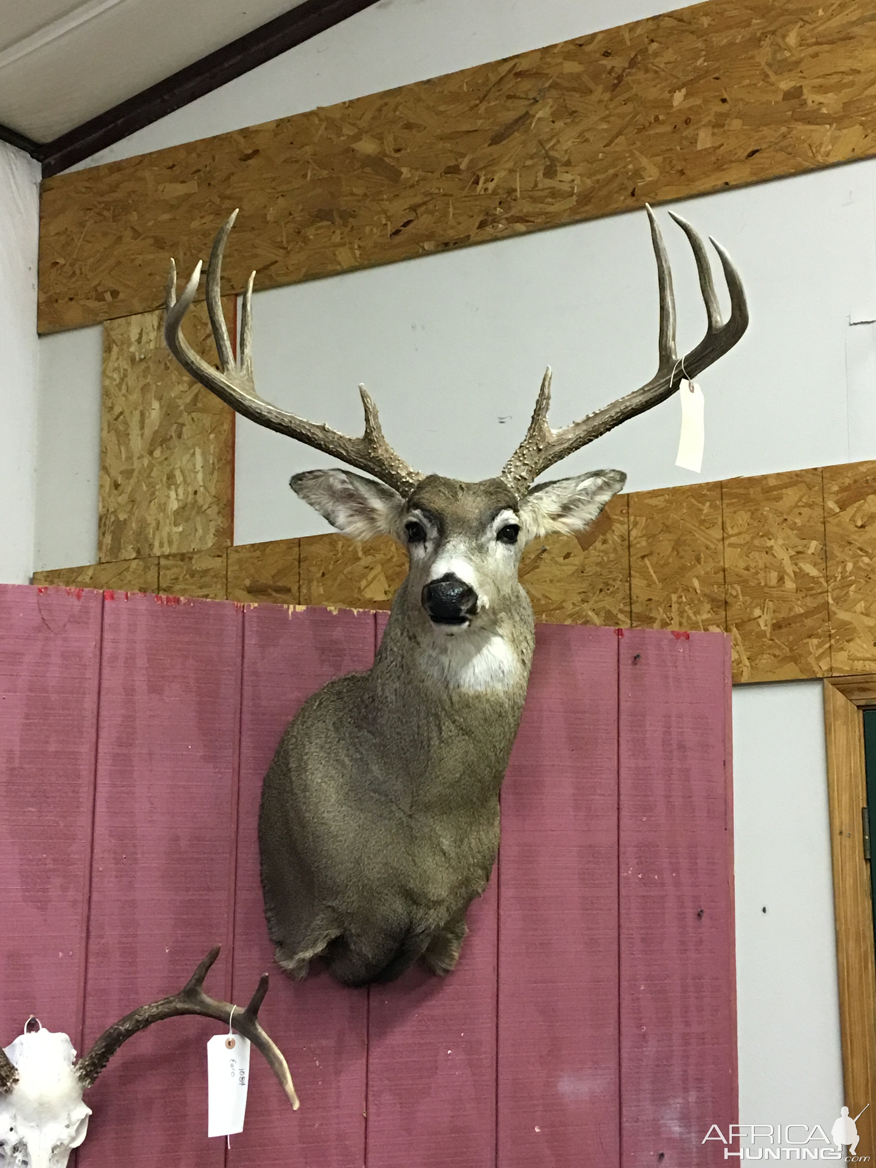 Deer Shoulder Mount Taxidermy