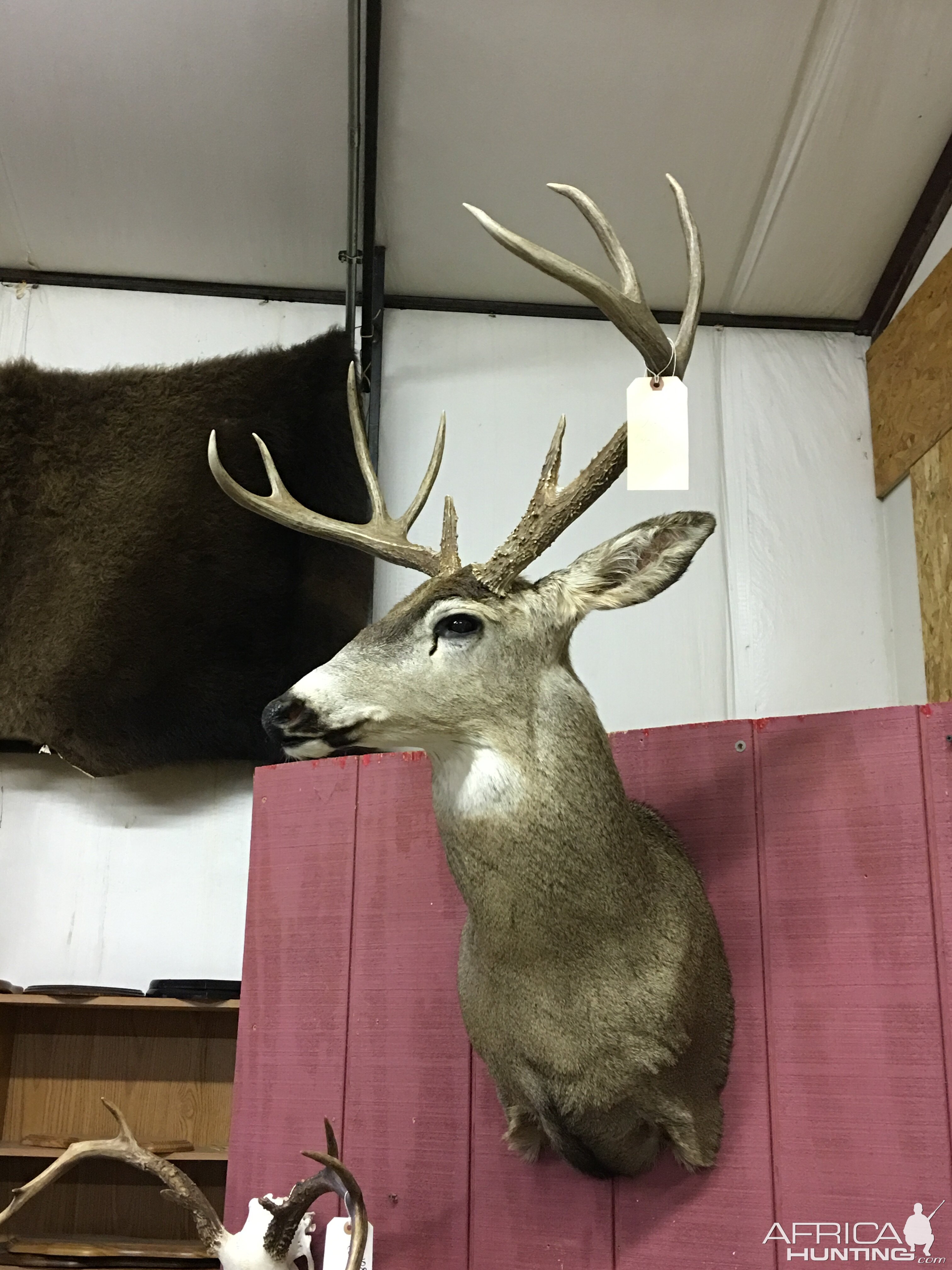 Deer Shoulder Mount Taxidermy